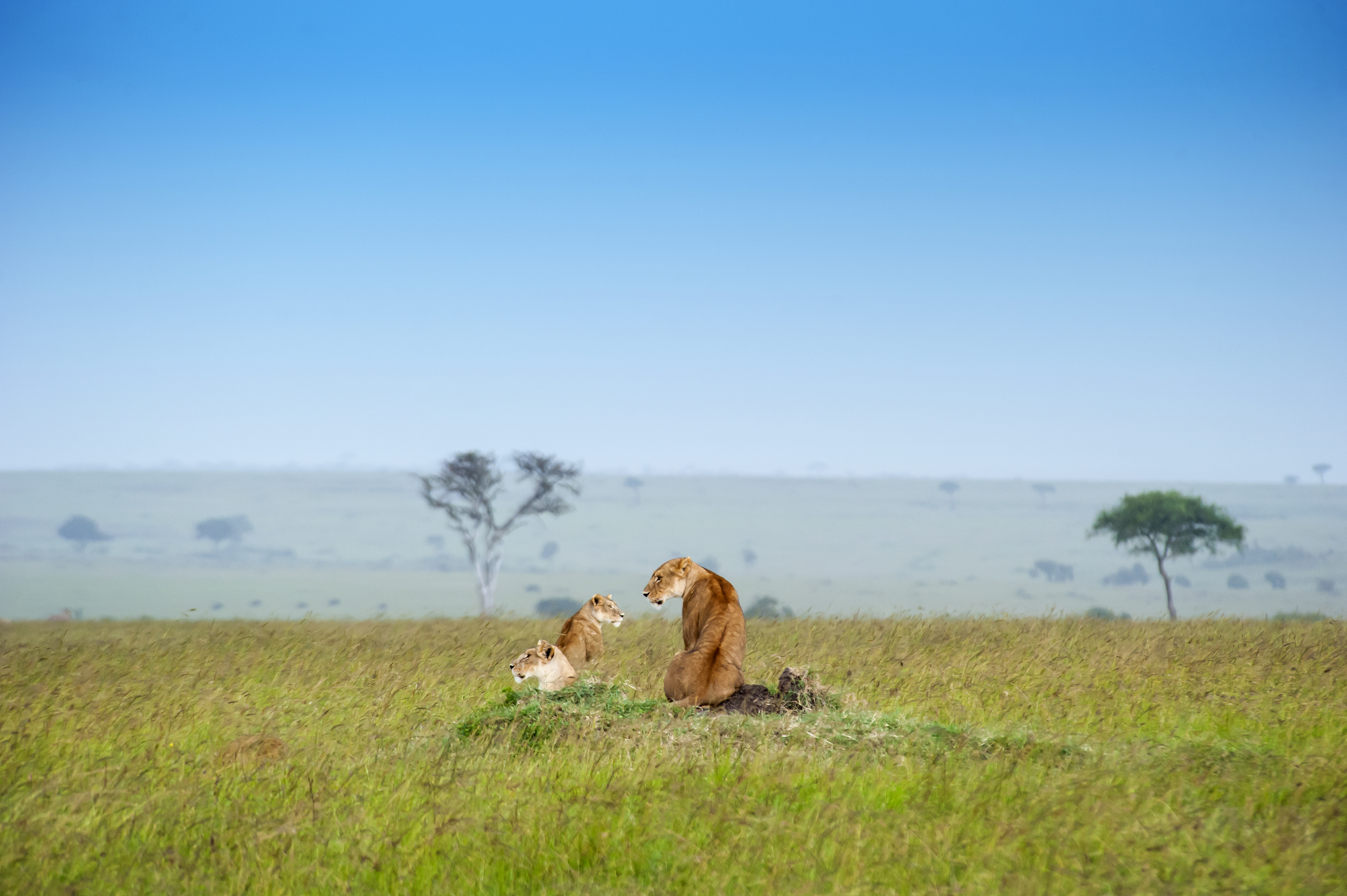 A deliciously diverse continent that grabs you by the heart and never really lets go.