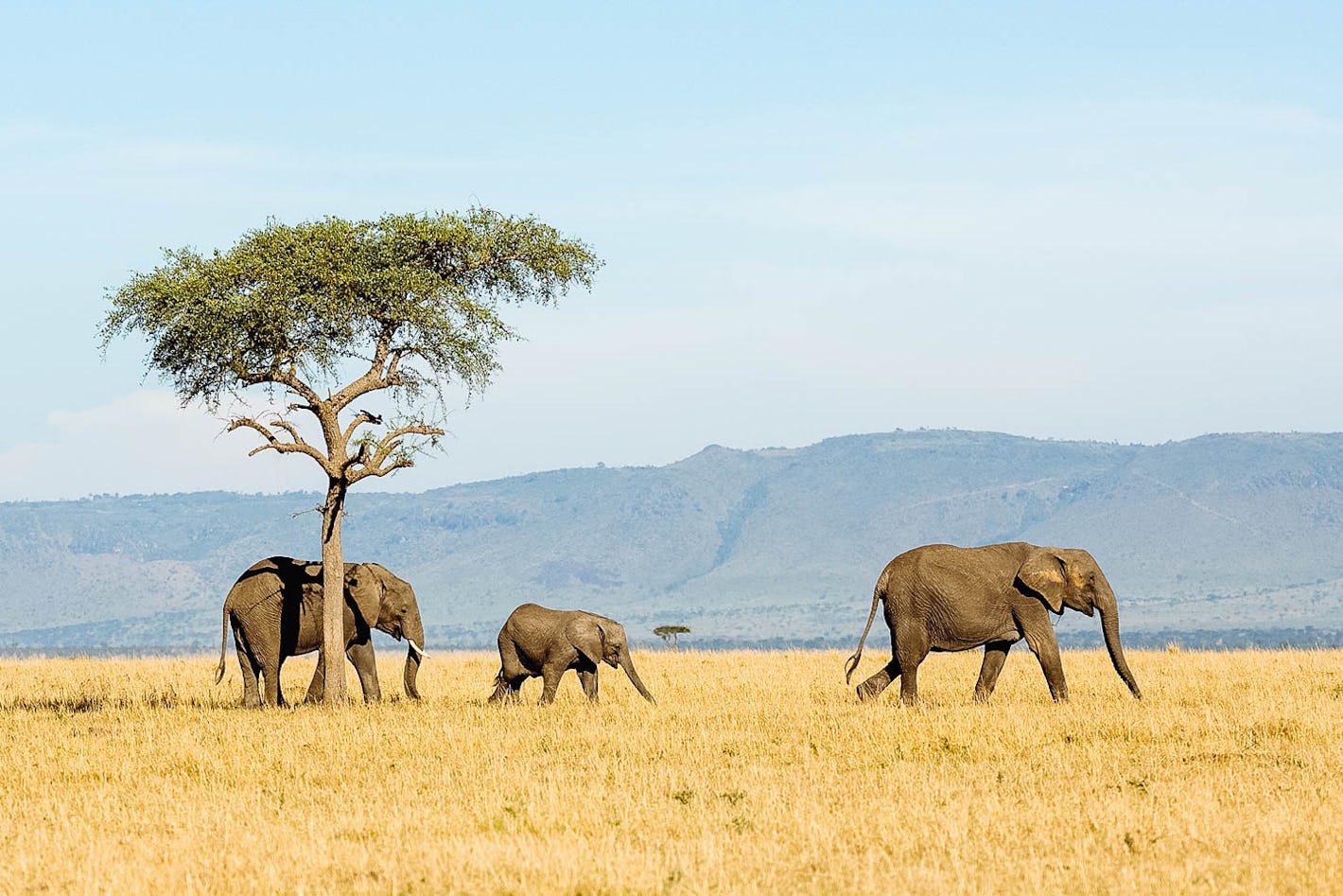 Elephants Serengeti Safari 