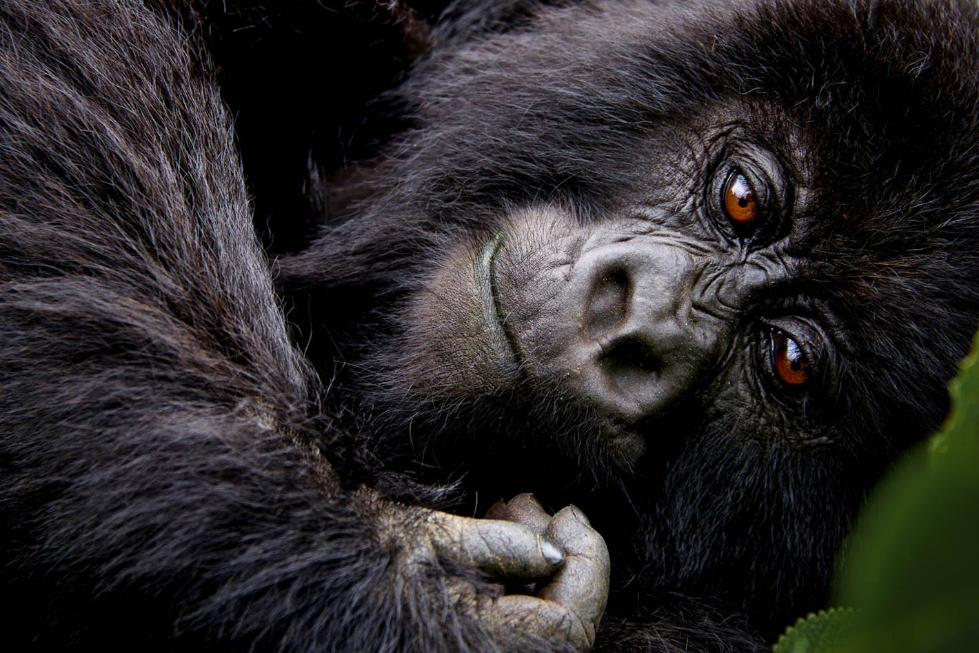 Rwanda gorilla trekking volcanoes national park  