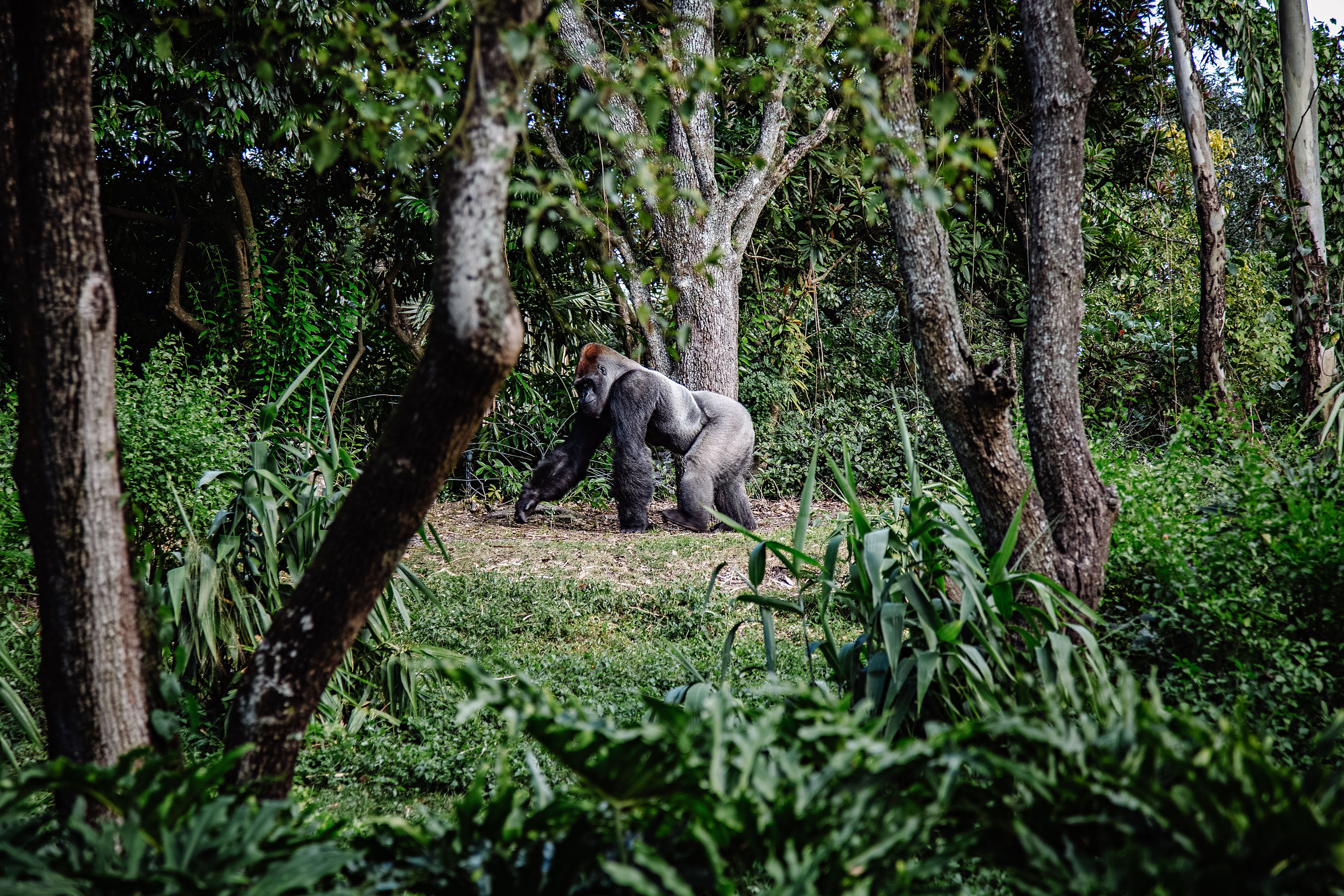 Central African Republic