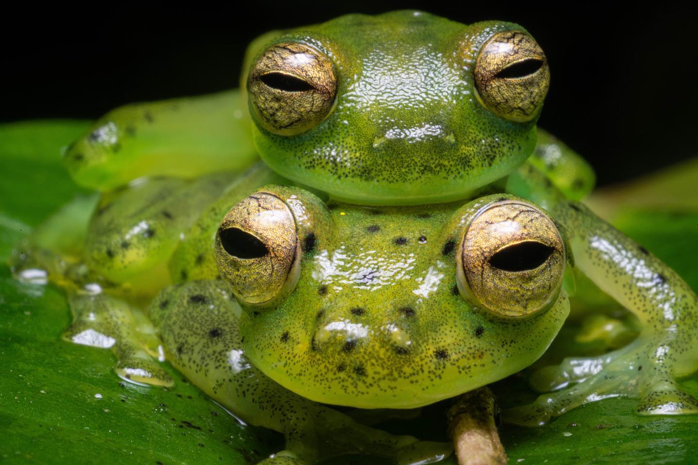 Take a night walk in Maquipucuna Reserve, Quito