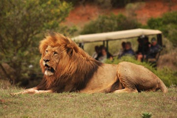 lion on schotia safaris private game reserve.