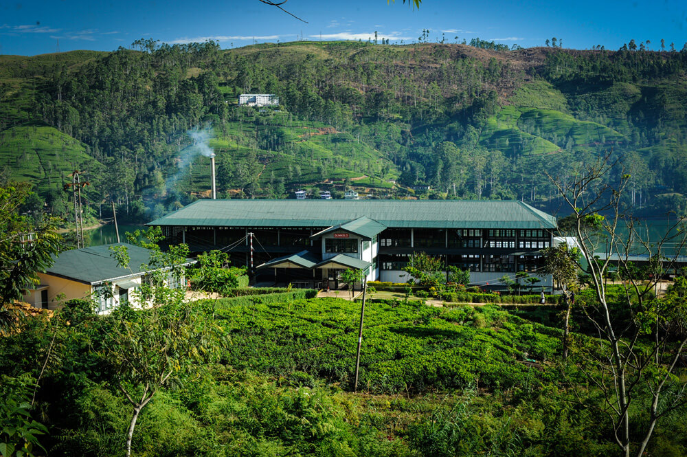 Take a tour at Dunkeld Estate Tea Factory