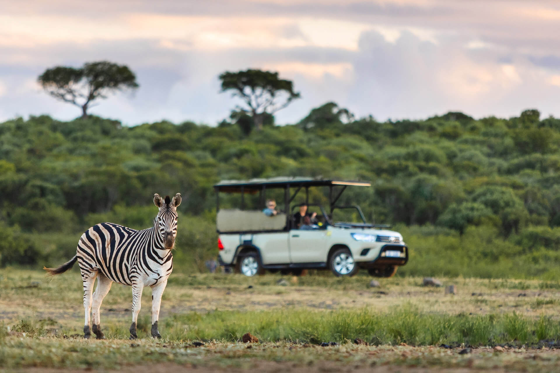 Enjoy a safari drive in the iconic Hluhluwe-iMfolozi
