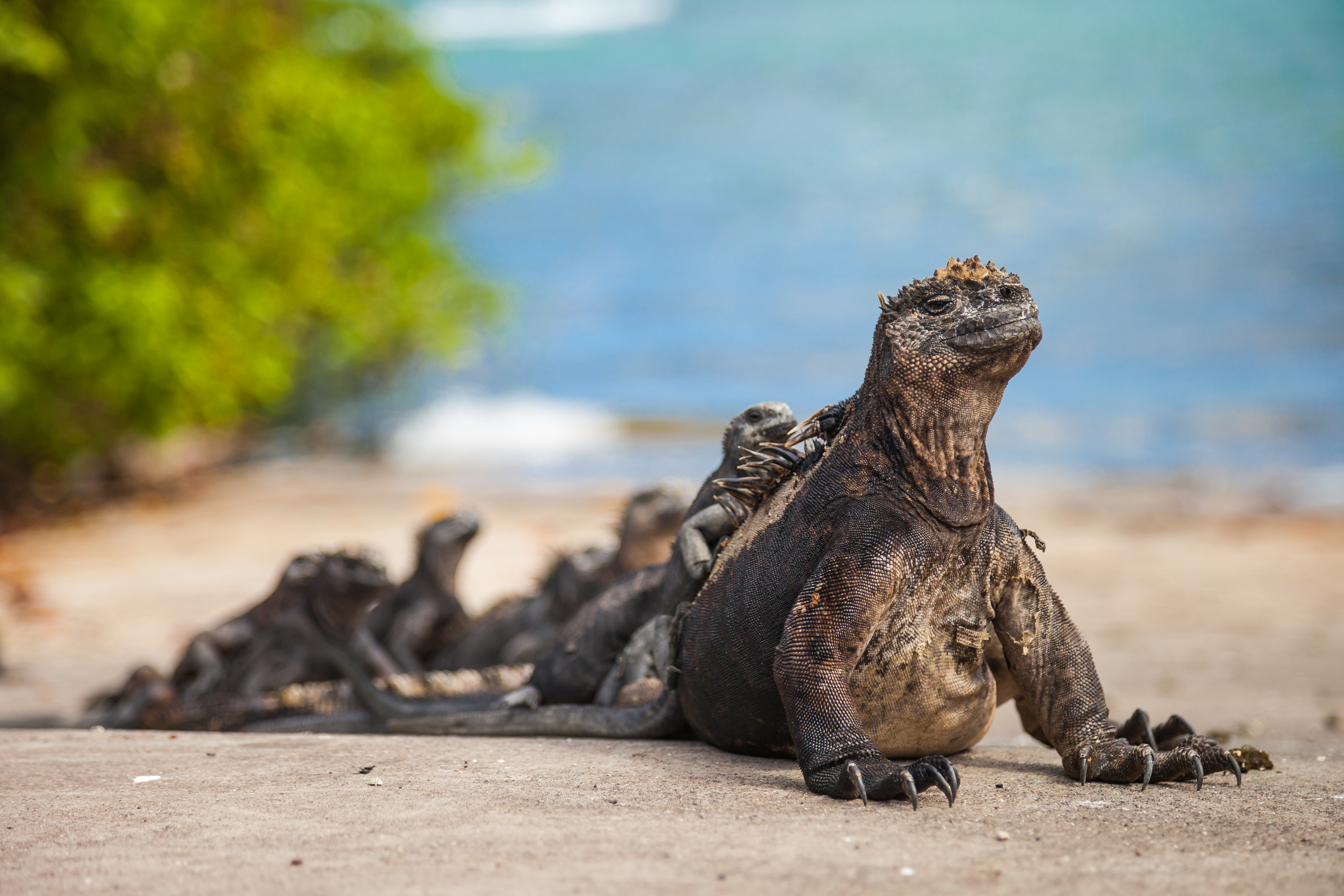Take a walk to a colony of marine iguanas