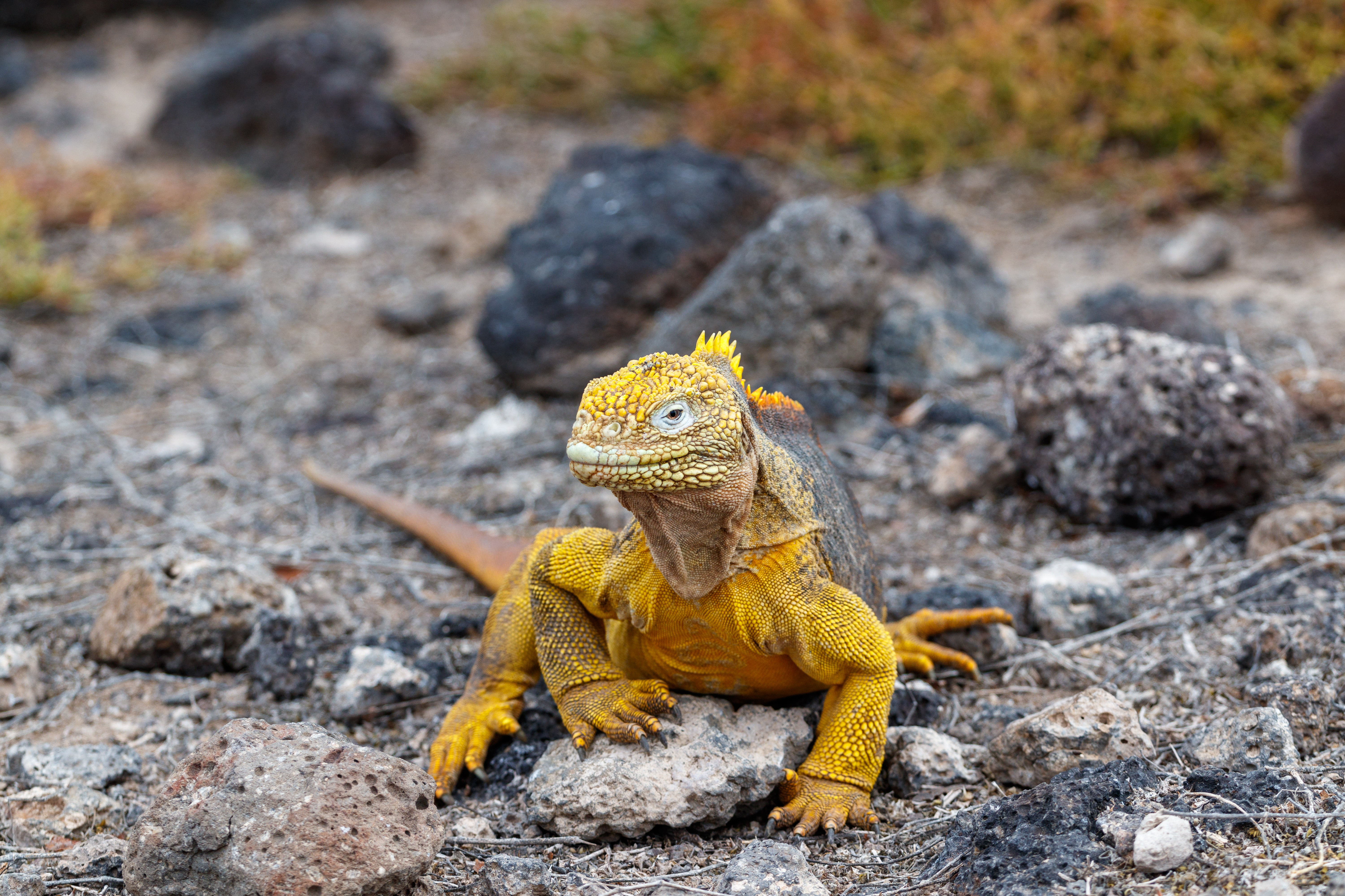 Stroll with giant land iguanas