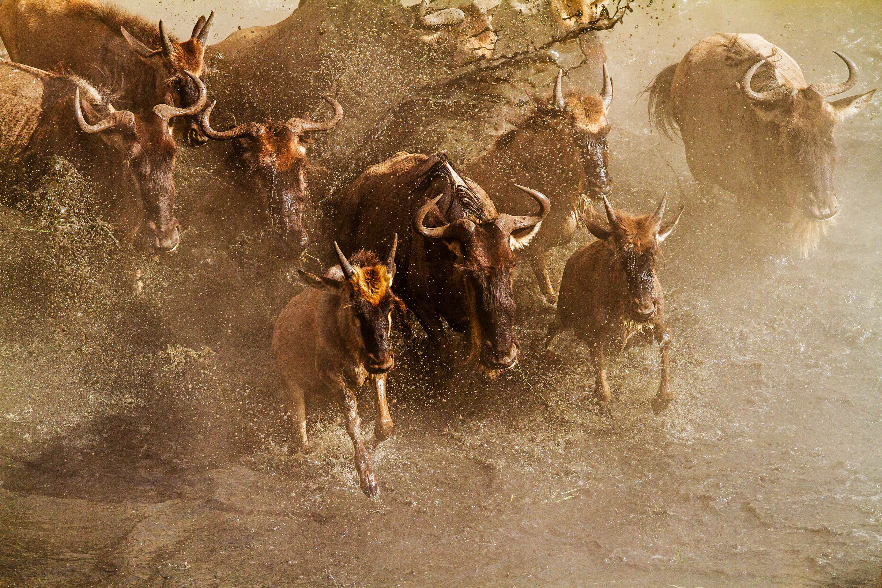 The great wildebeest migration