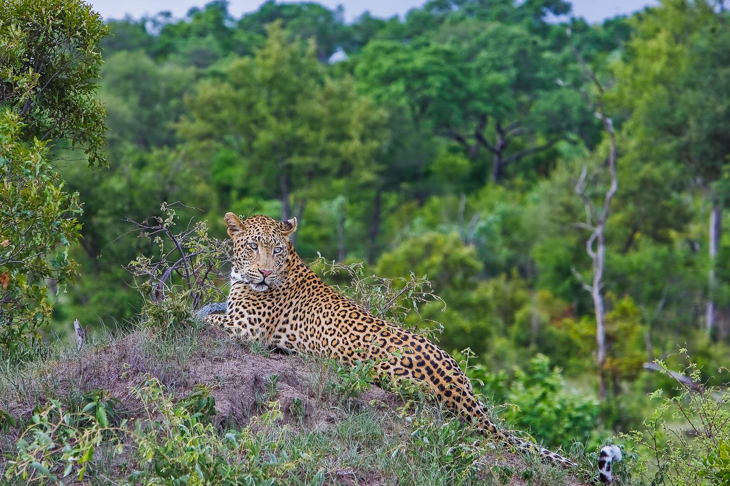 Victoria discount scratch leopard