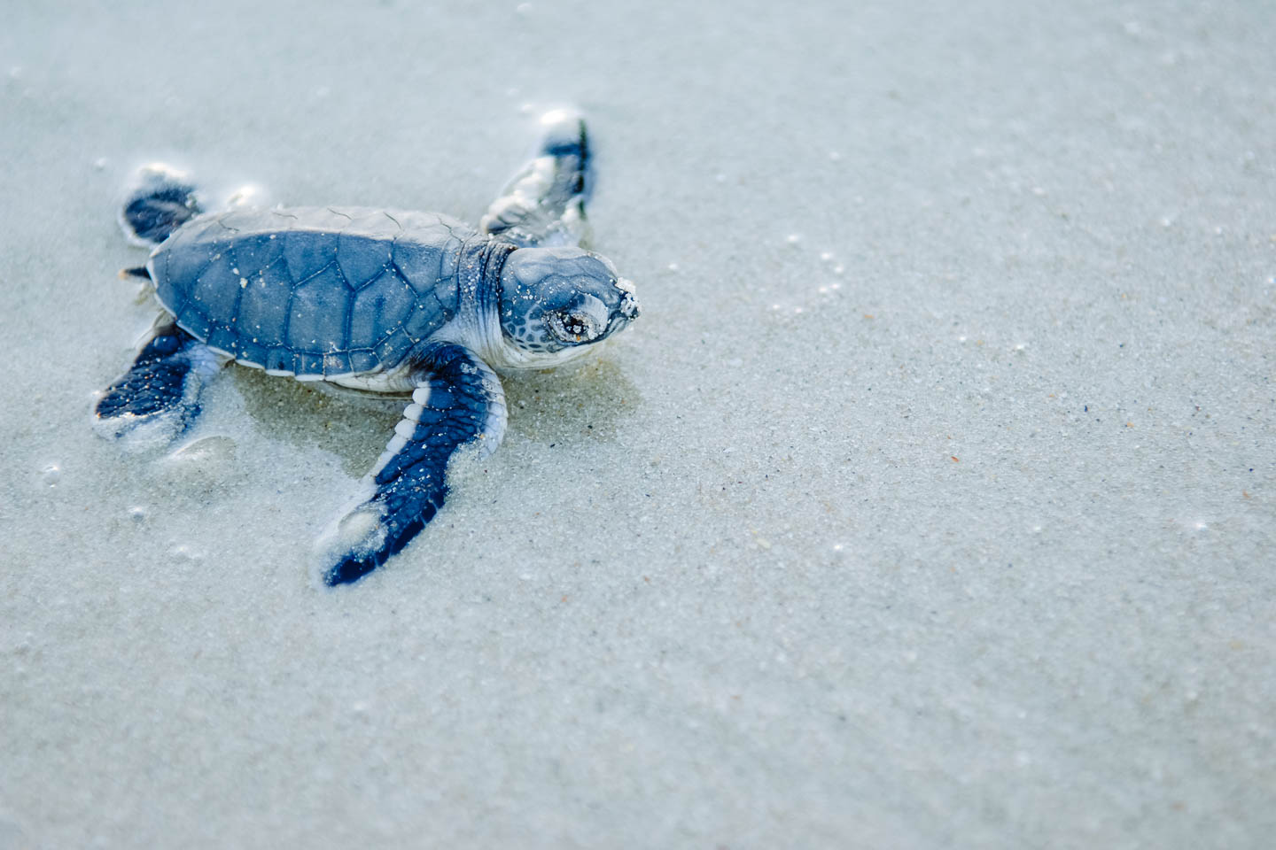 Witness turtle hatching in Ras Kutani