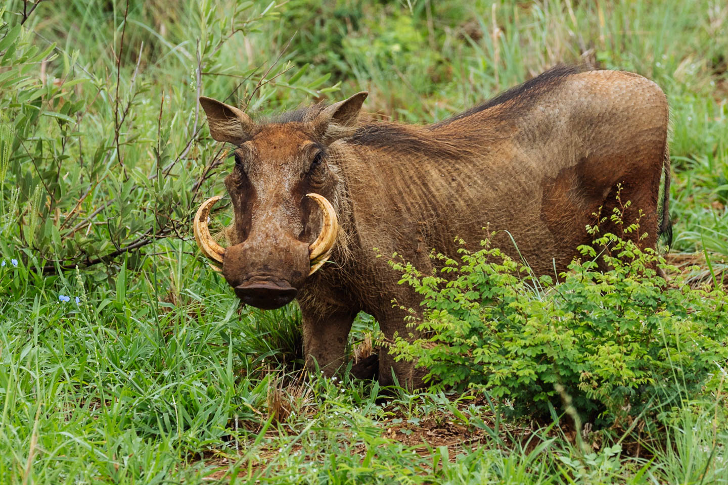 Madikwe Game Reserve