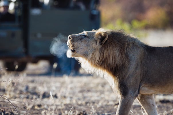 lion game drive etosha namibia  