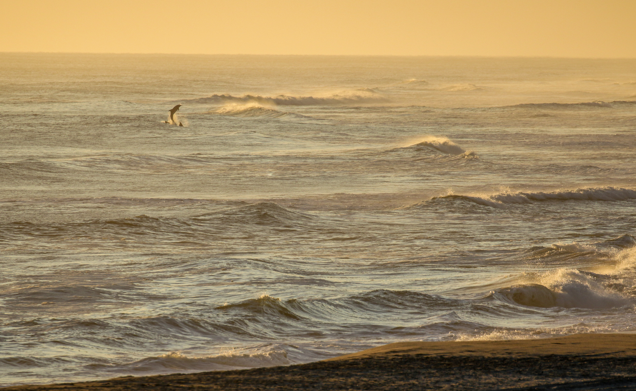 Encounter wild dolphins on a cruise