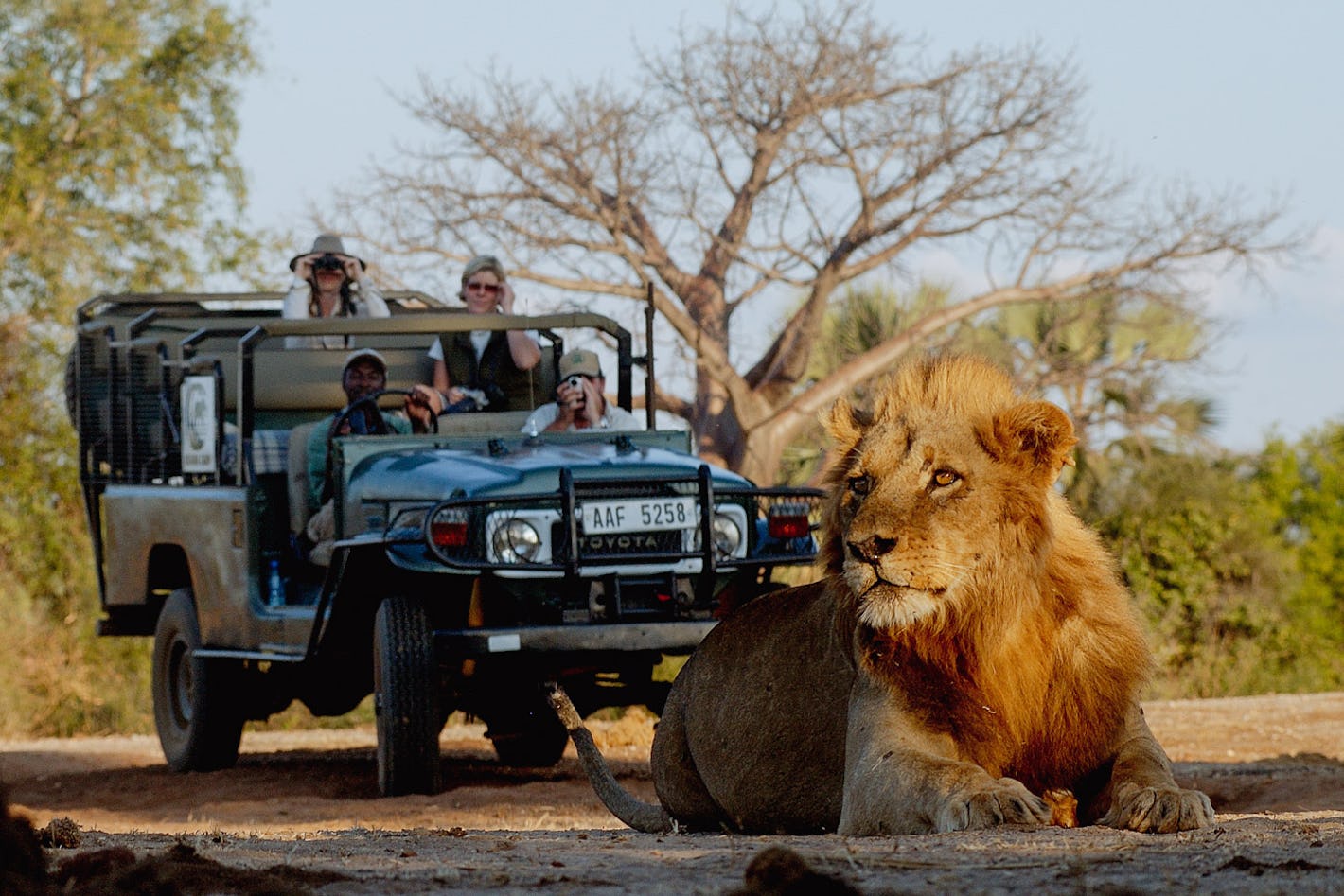 chiawa camp lion game drive zambia  