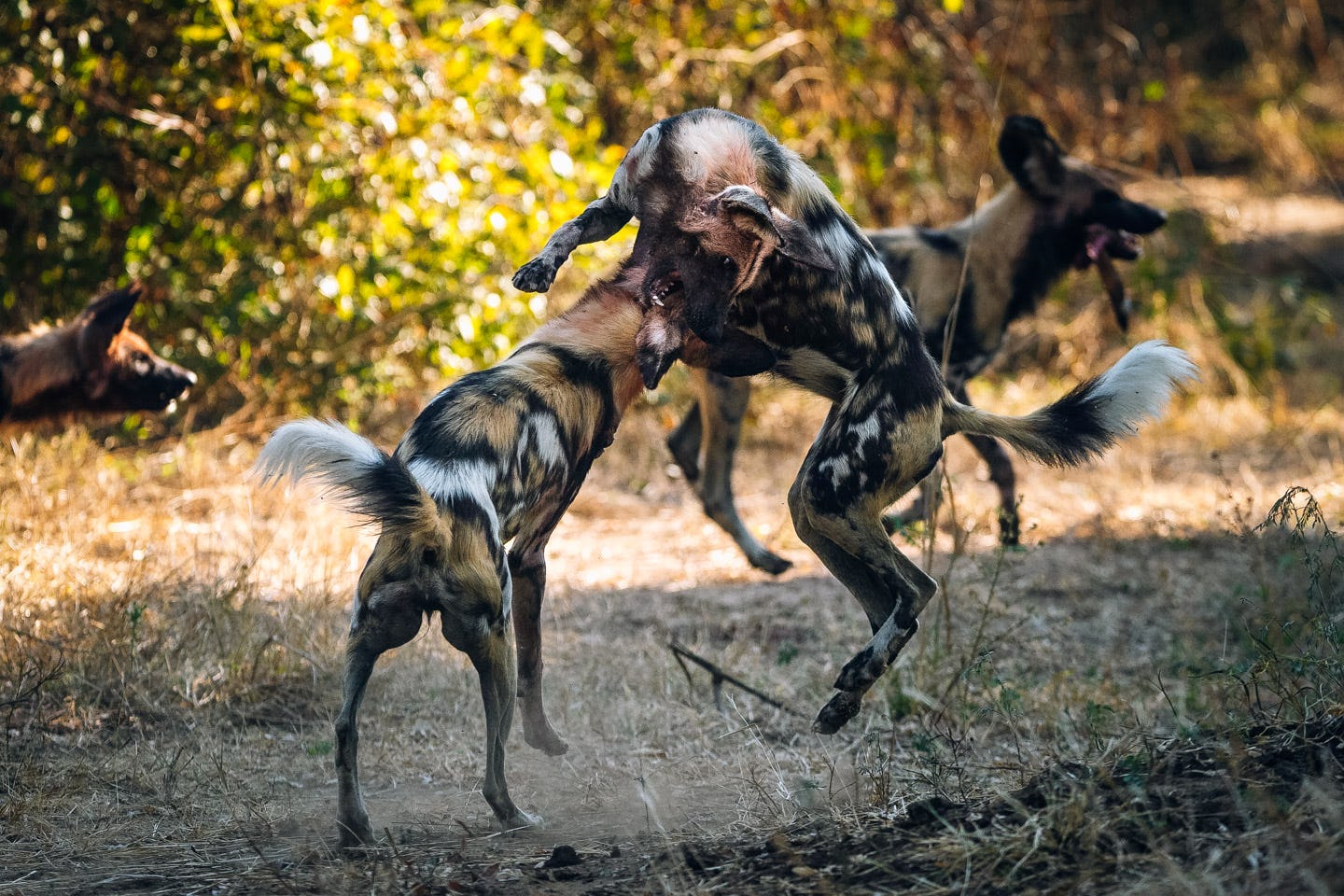 Follow wild dogs in the South Luangwa | Timbuktu Travel