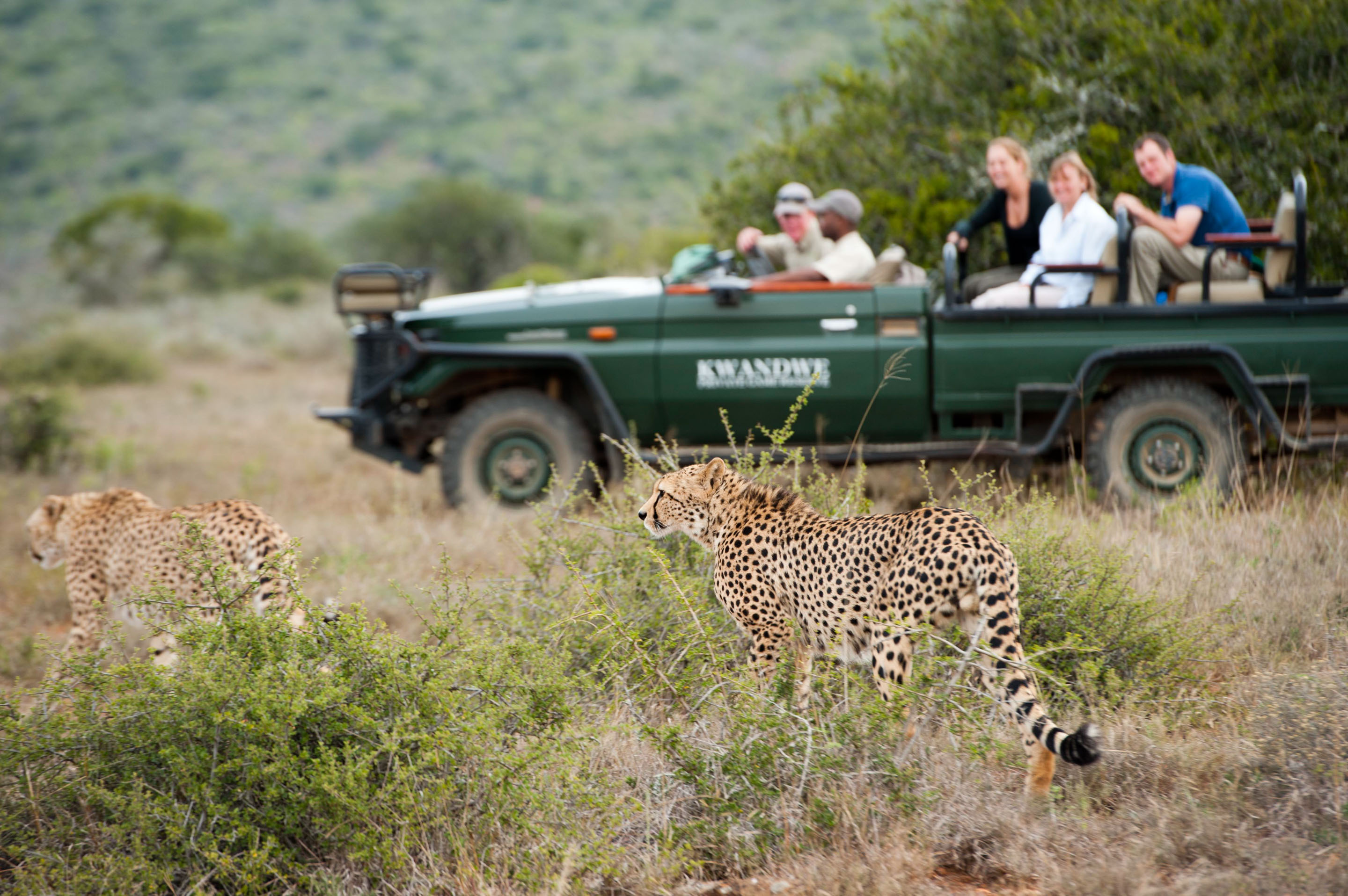 Track wildlife on a game drive in the Eastern Cape