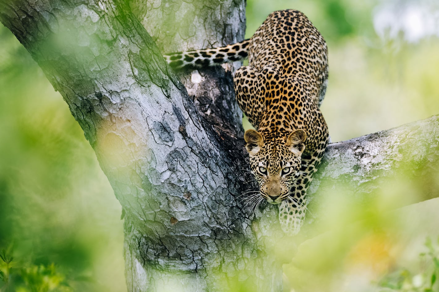 Search for Krugers's elusive leopards | Timbuktu Travel