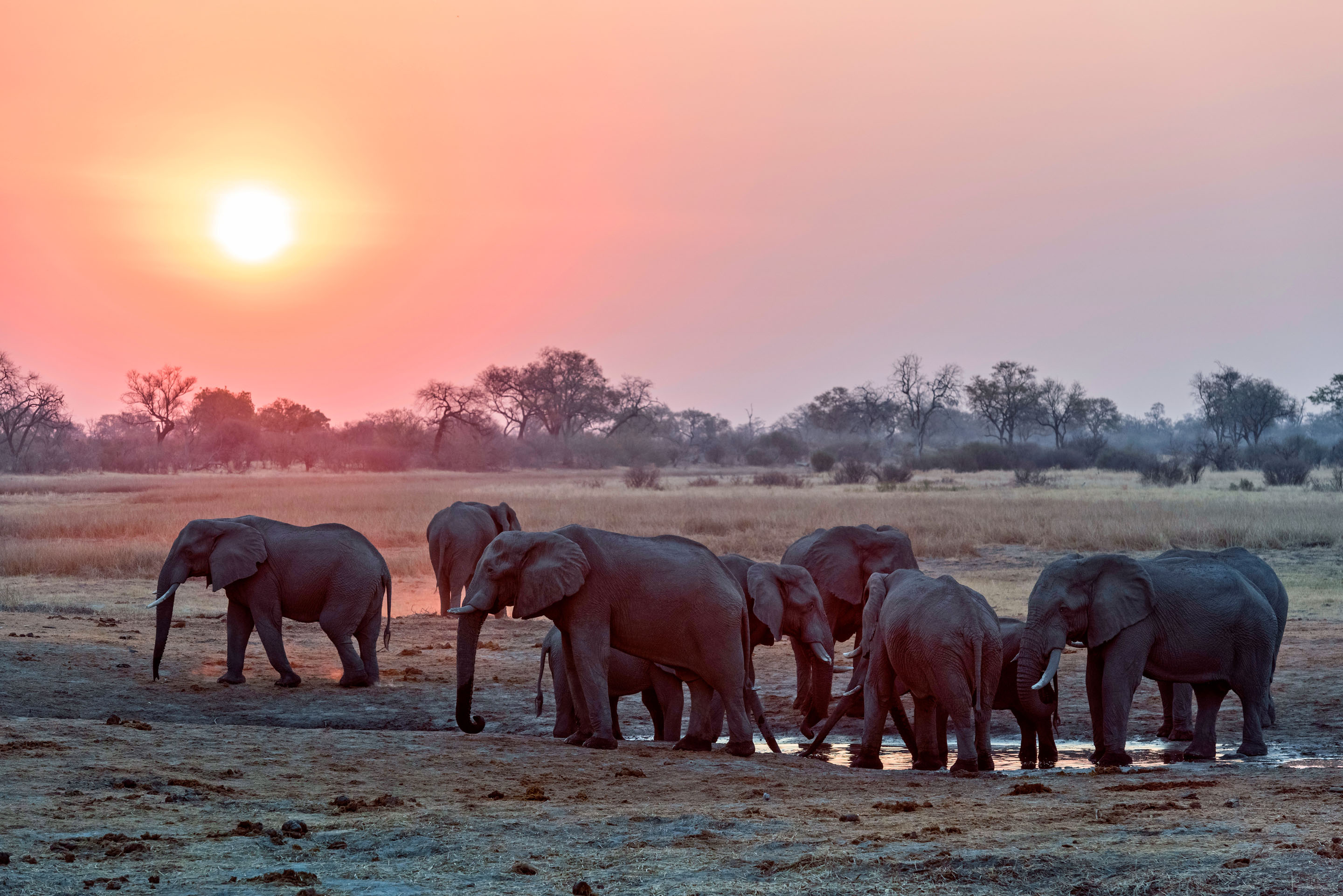 Witness huge herds of Elephants in Linyanti 