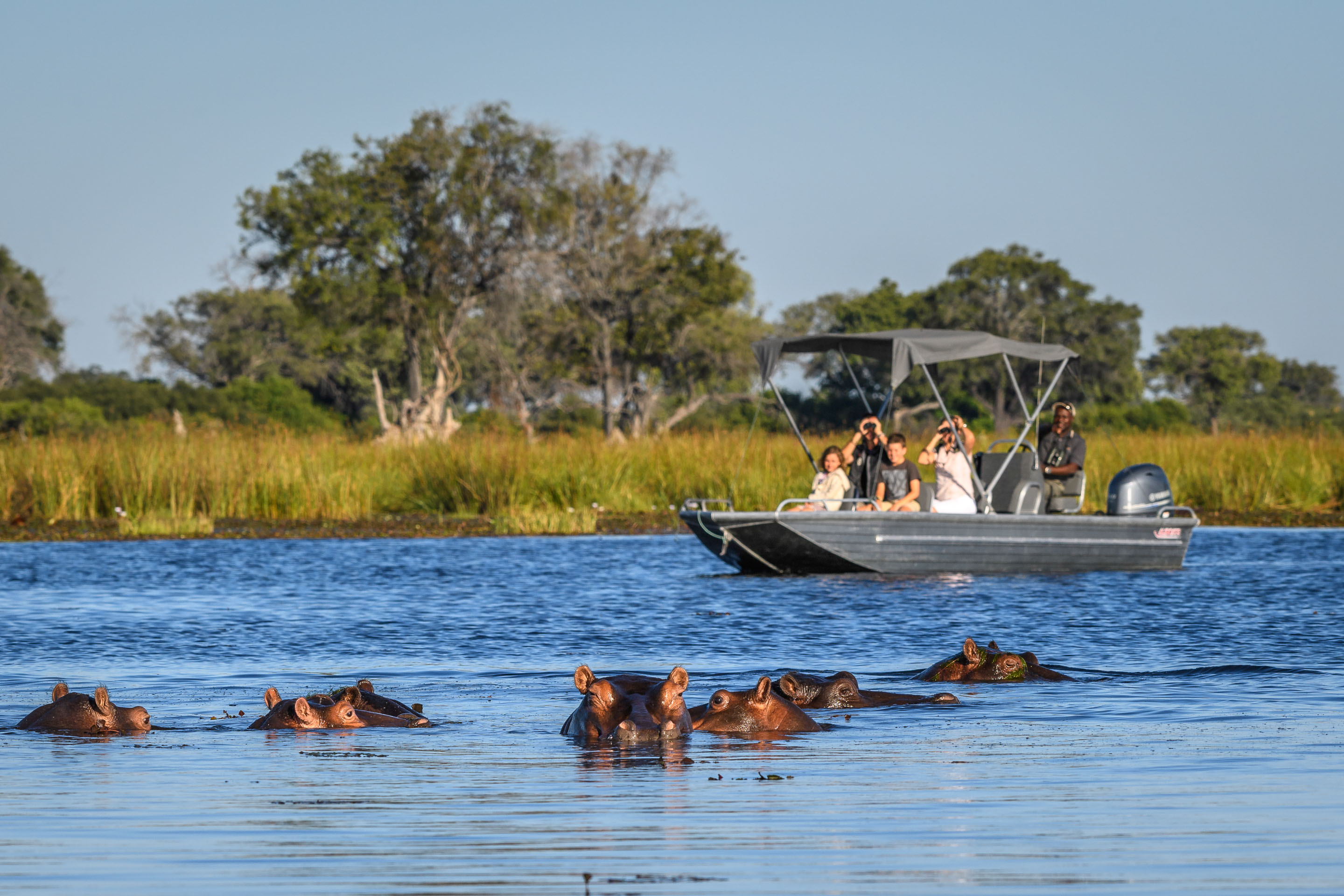 Gaze at wildlife from a boating safari