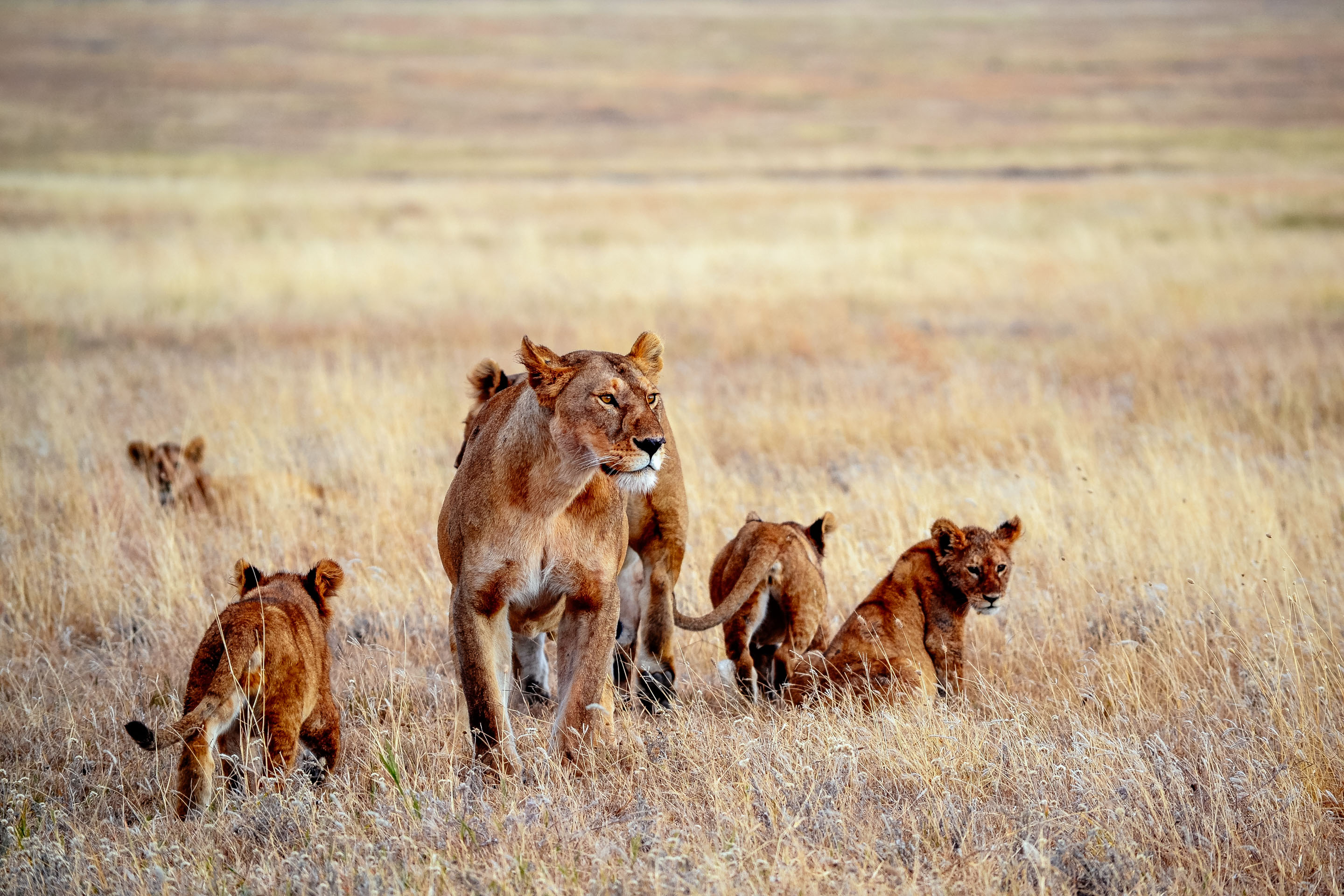 Milestone safari of my dreams