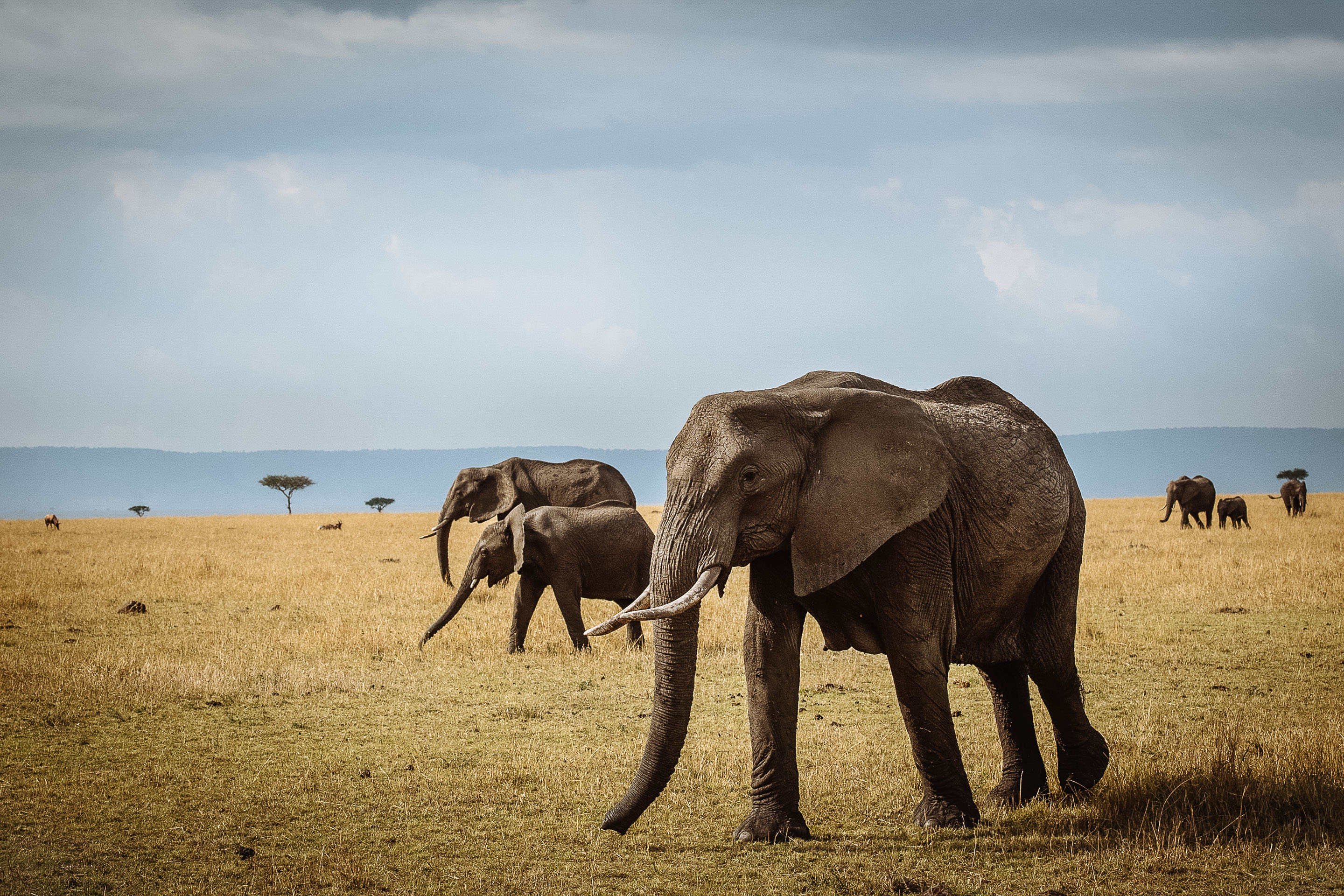 Safari to Beach Vacation in Tanzania and Zanzibar with Timbuktu Travels