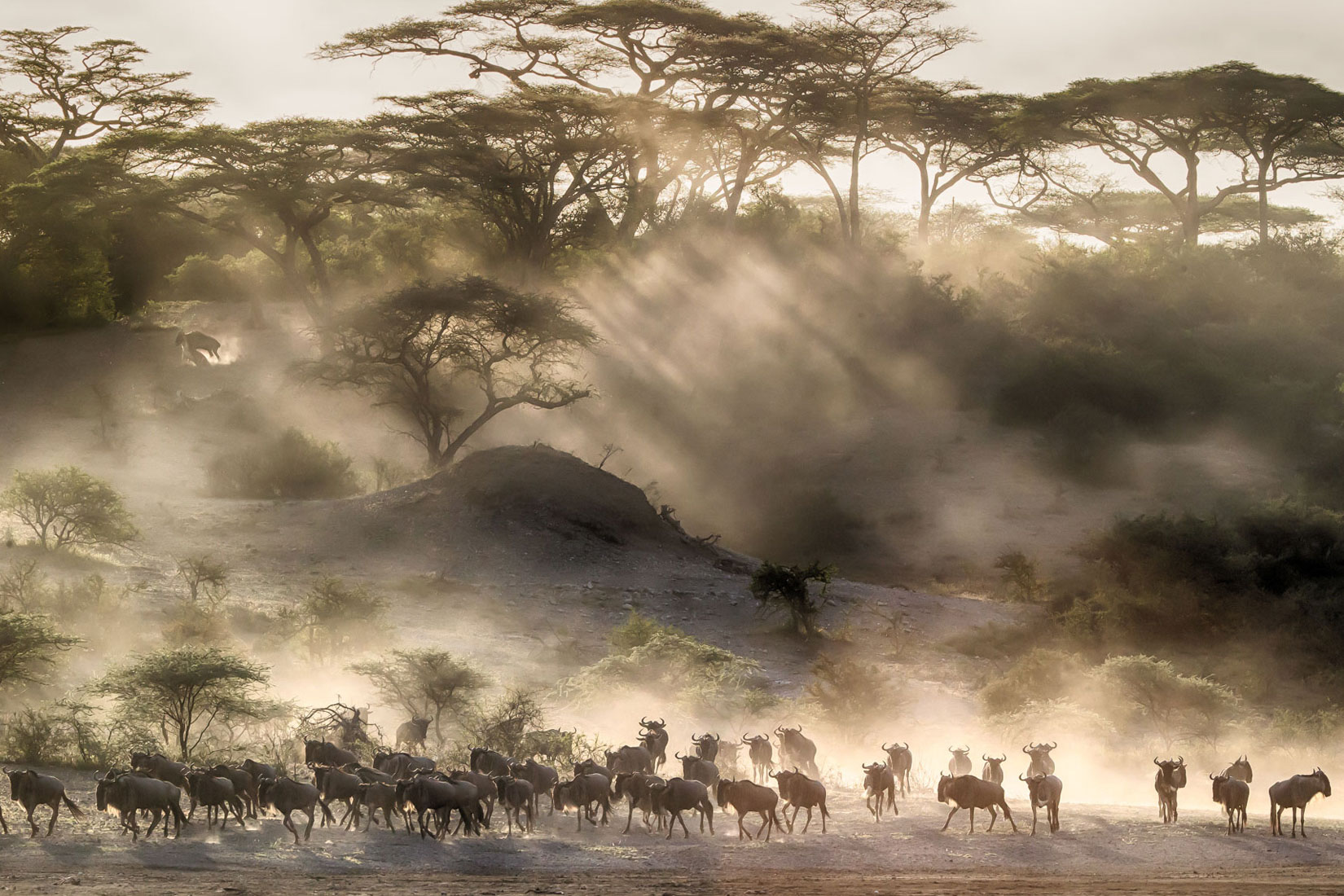 Tanzania's best Great Migration safari