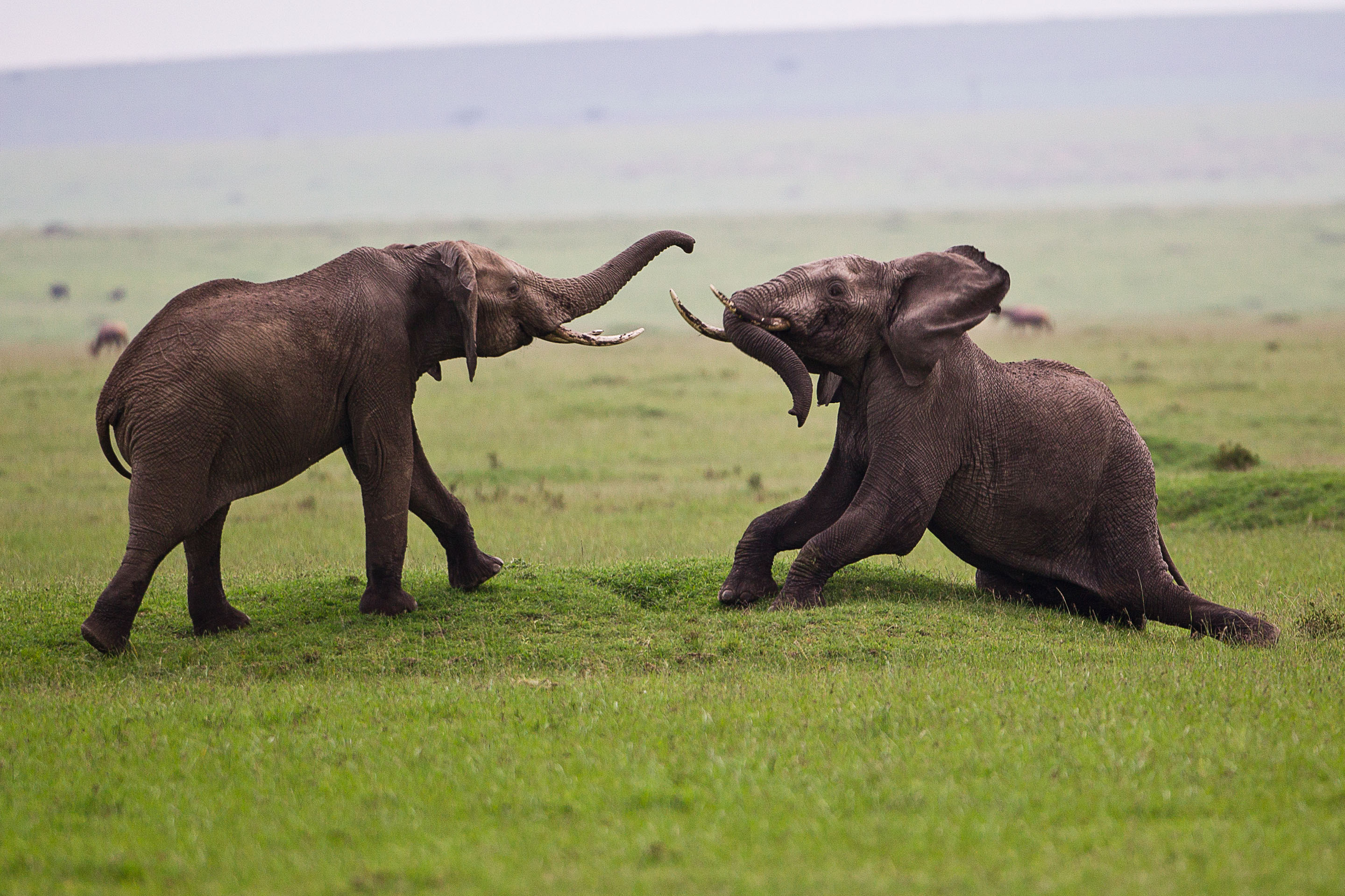 Timbuktu provides exceptional service!