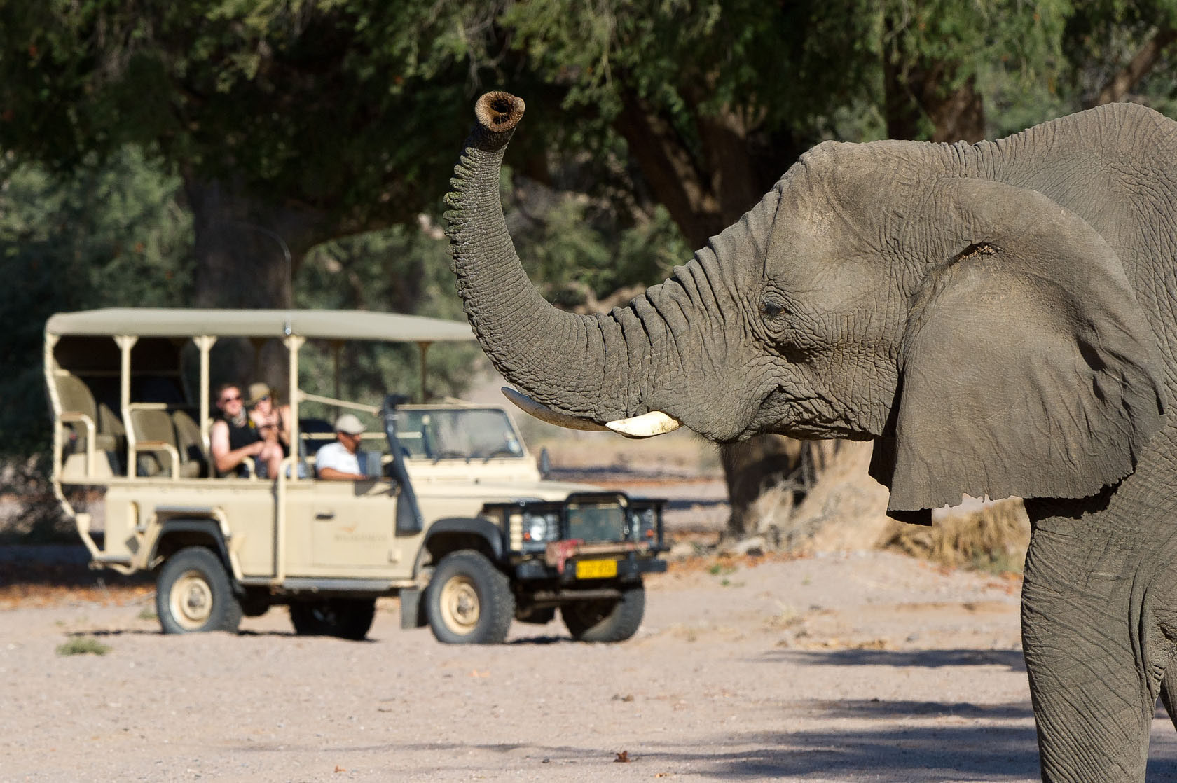 Track the Damaraland's wildlife on a game drive