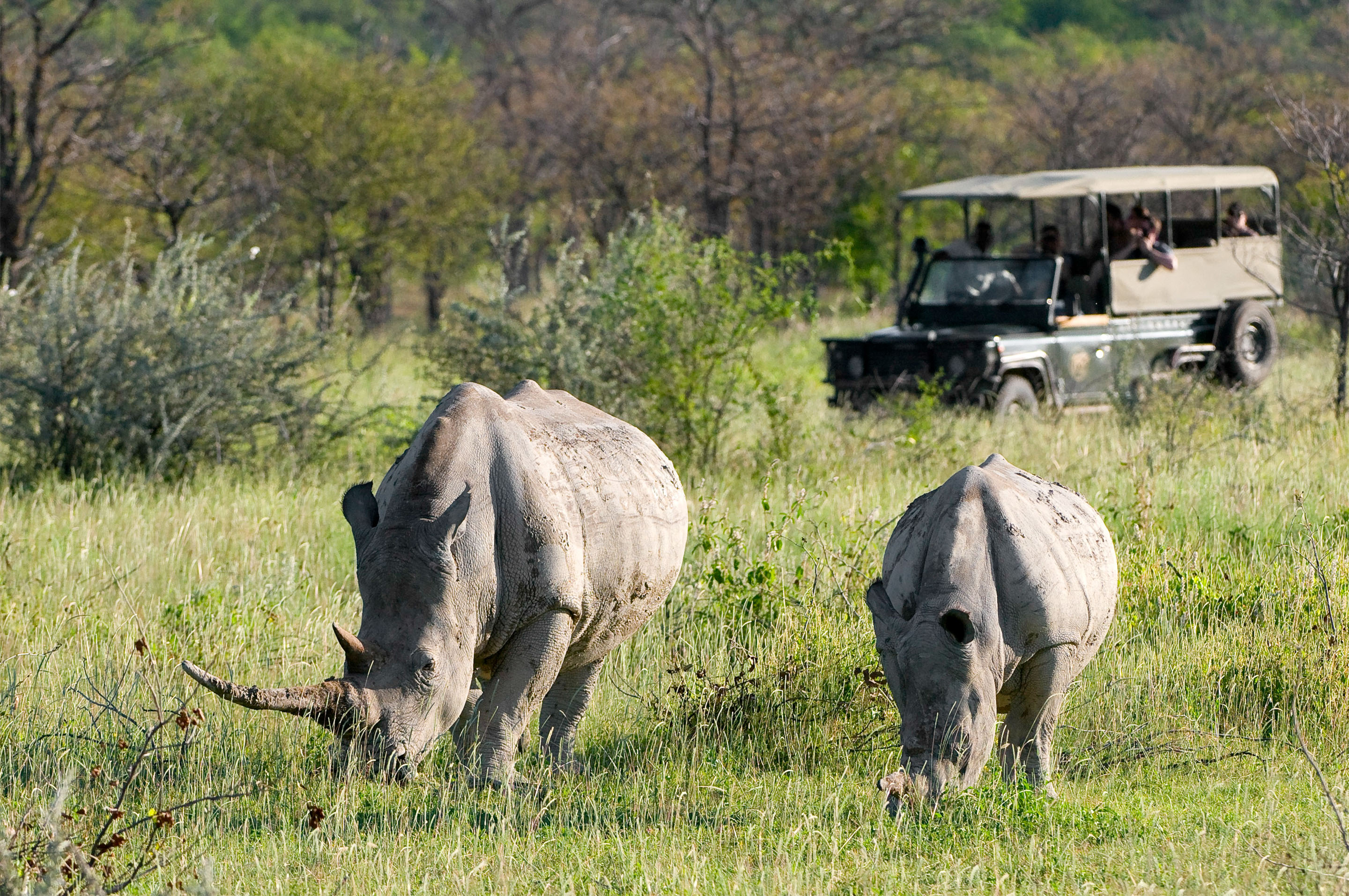 Spot the Black and White Rhino in Etosha
