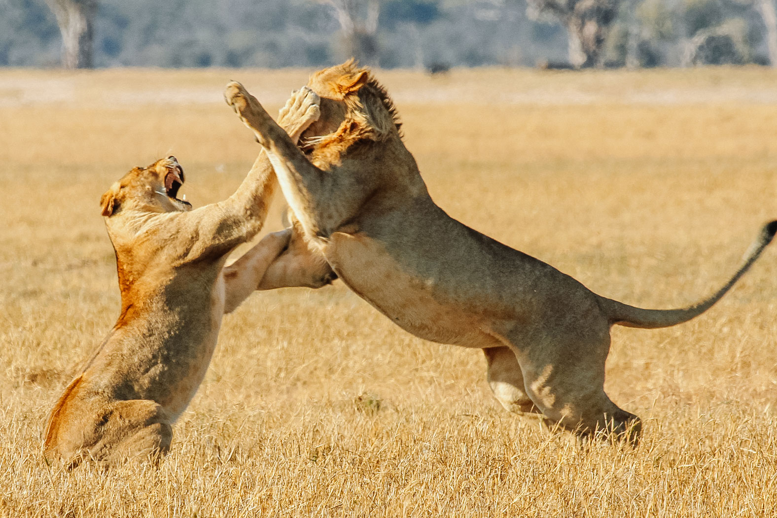 Hwange National Park