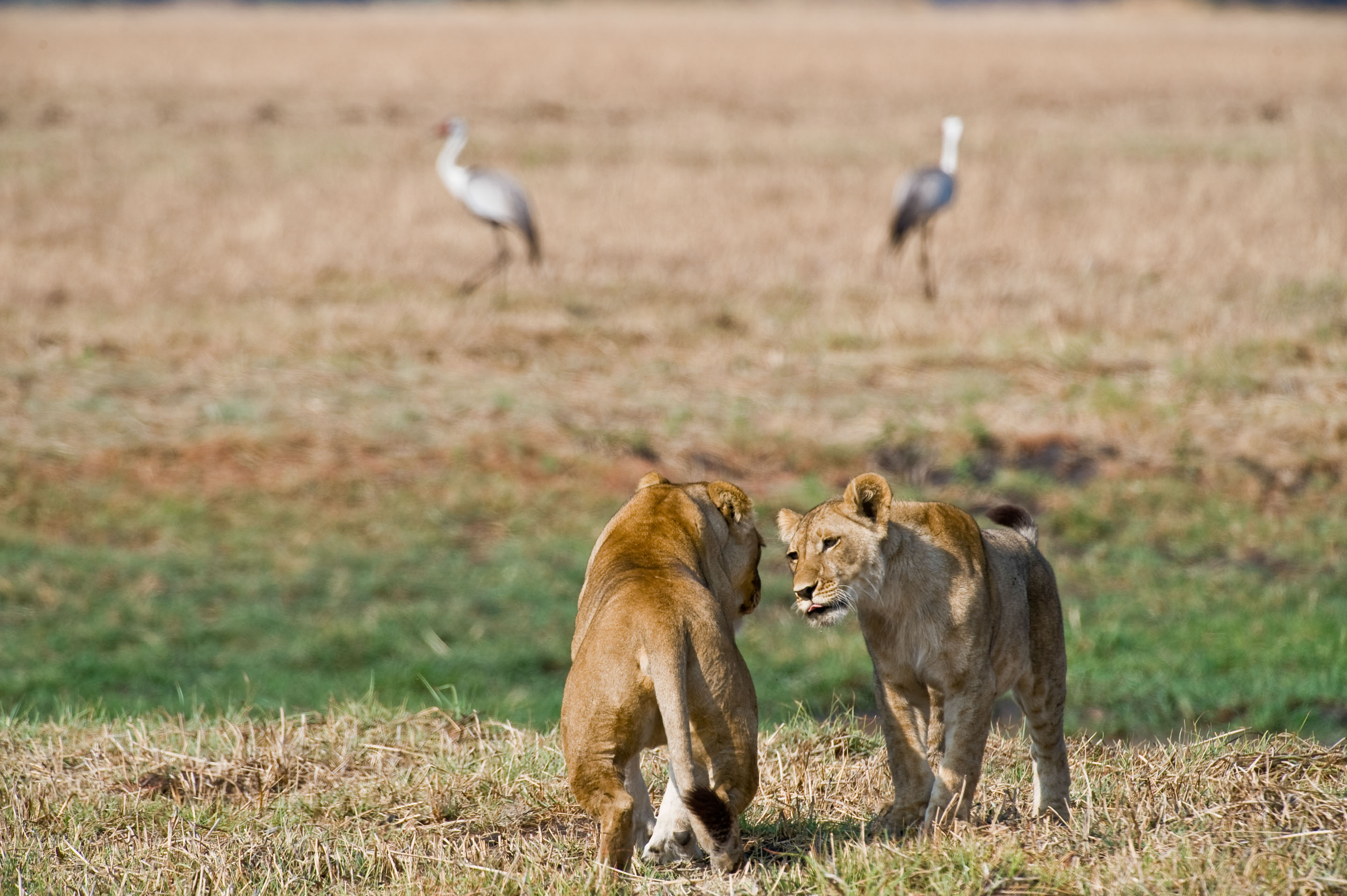 Professionally perfect