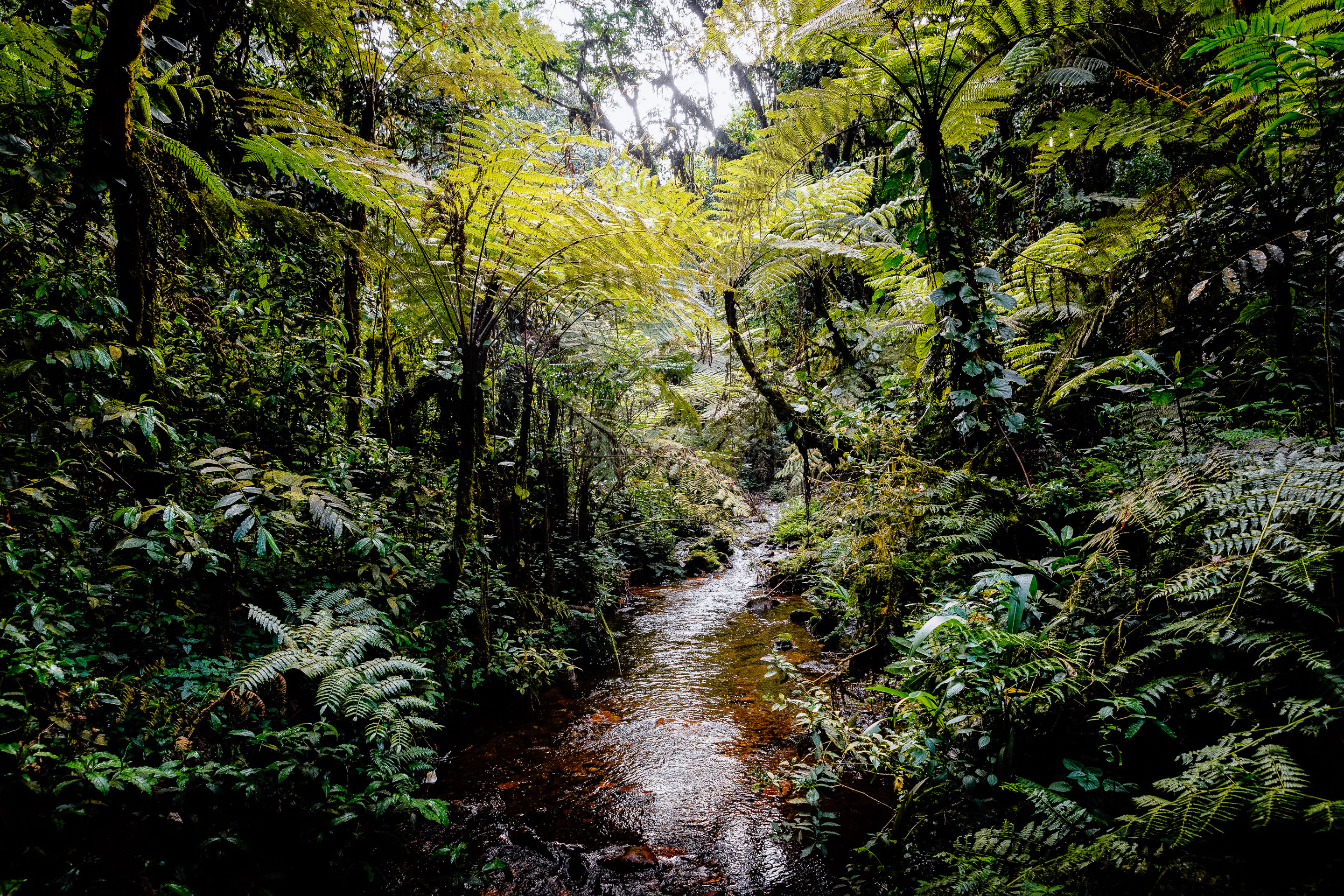 Explore flora and fauna on a Bwindi forest walk