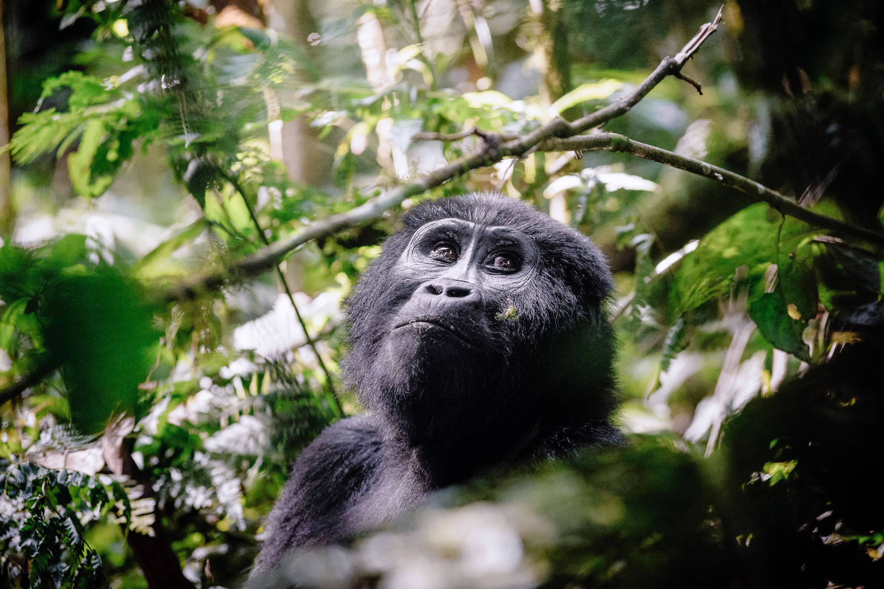 Gorillas in Rwanda and wildlife in Uganda