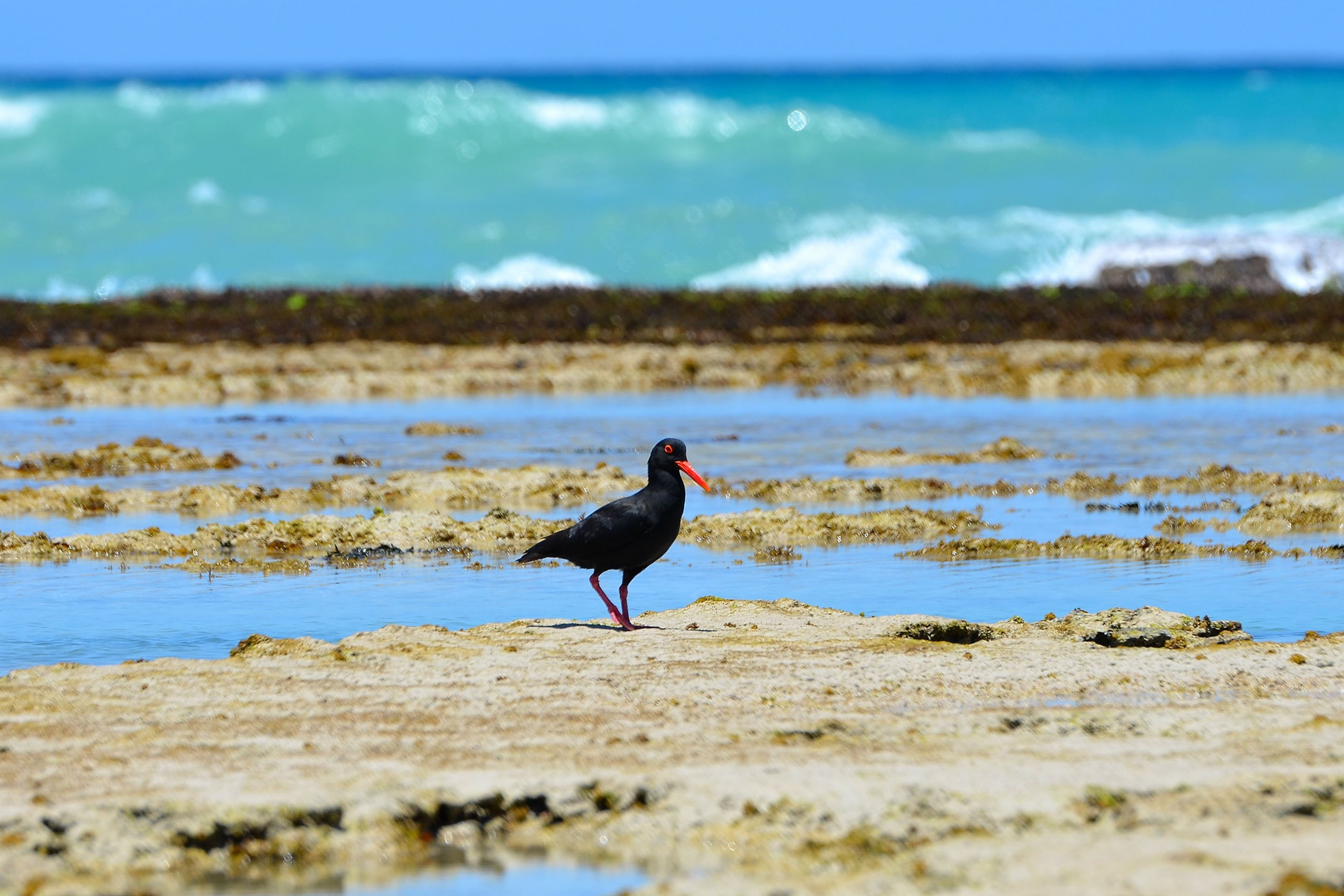 The Garden Route and a spot of safari in South Africa