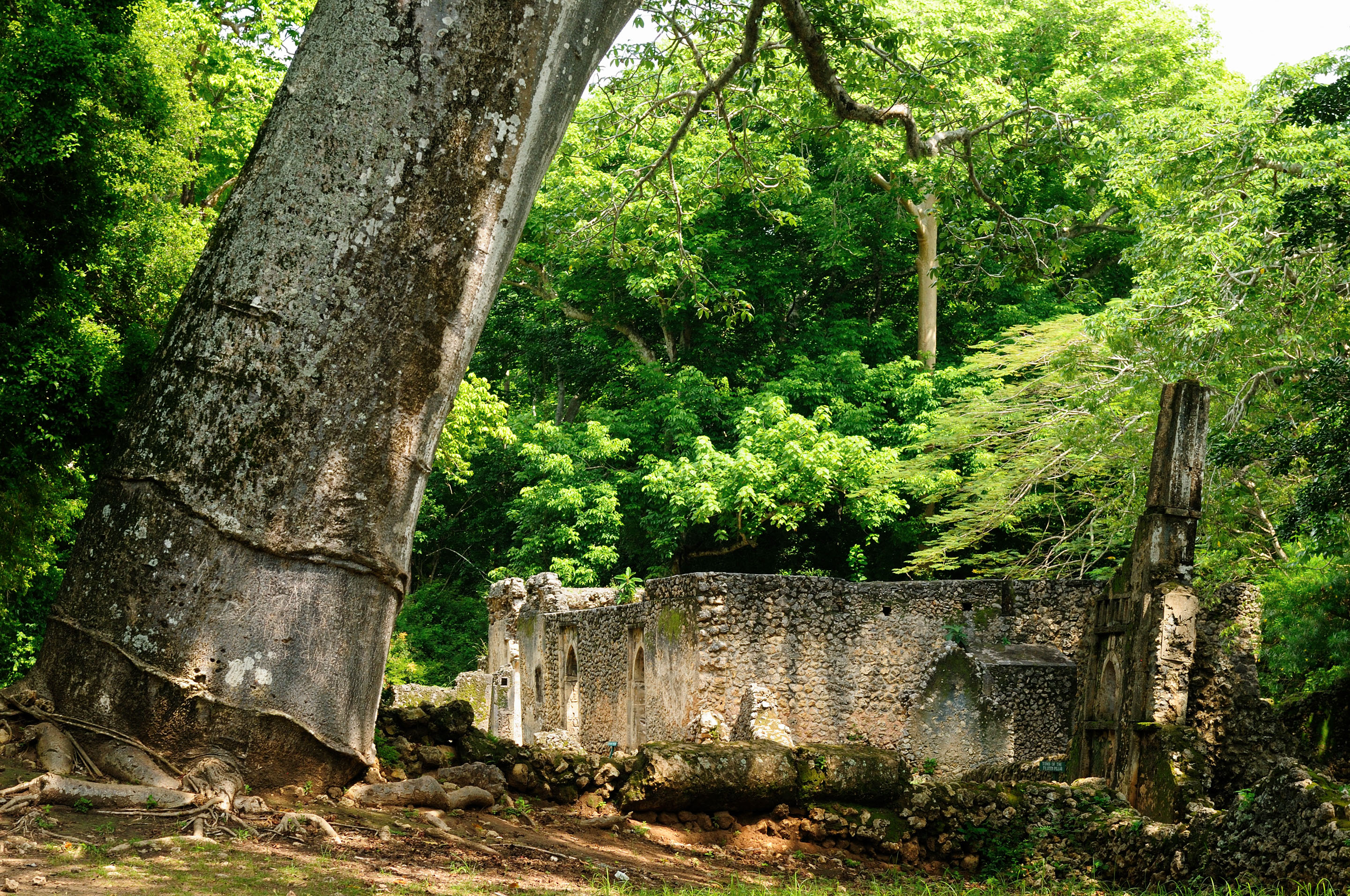 Explore the ruins of the ancient city of Gede