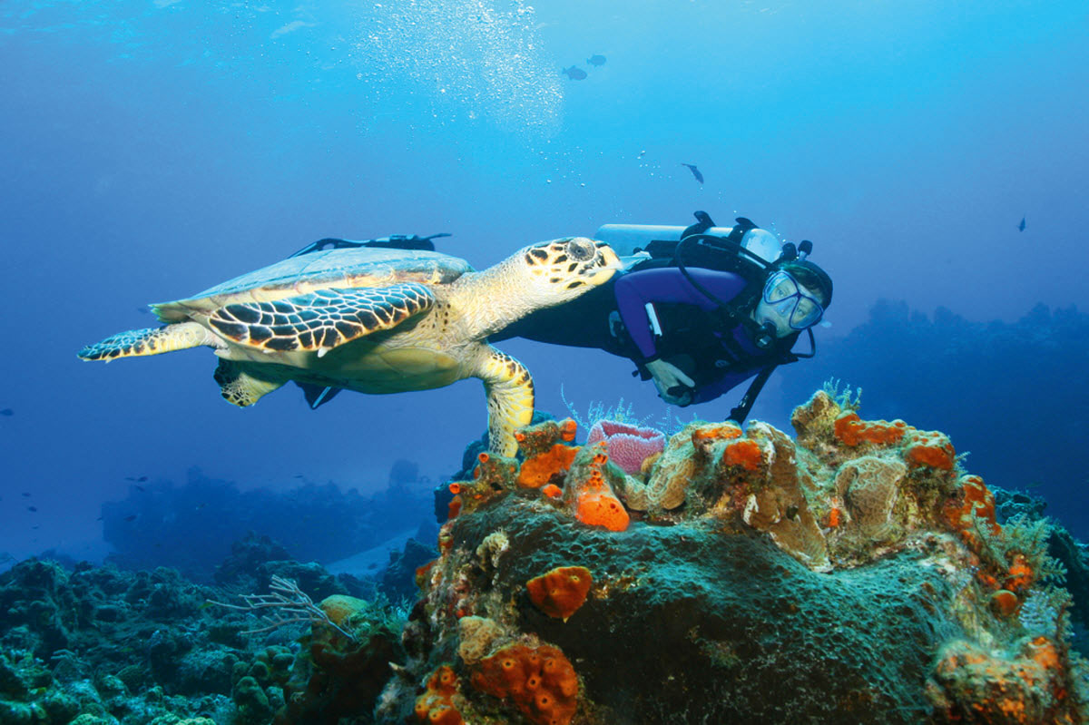 Scuba dive among Watamu's reefs and marine life