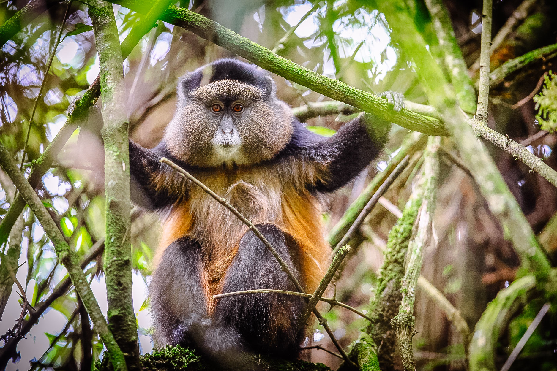 Mgahinga National Park