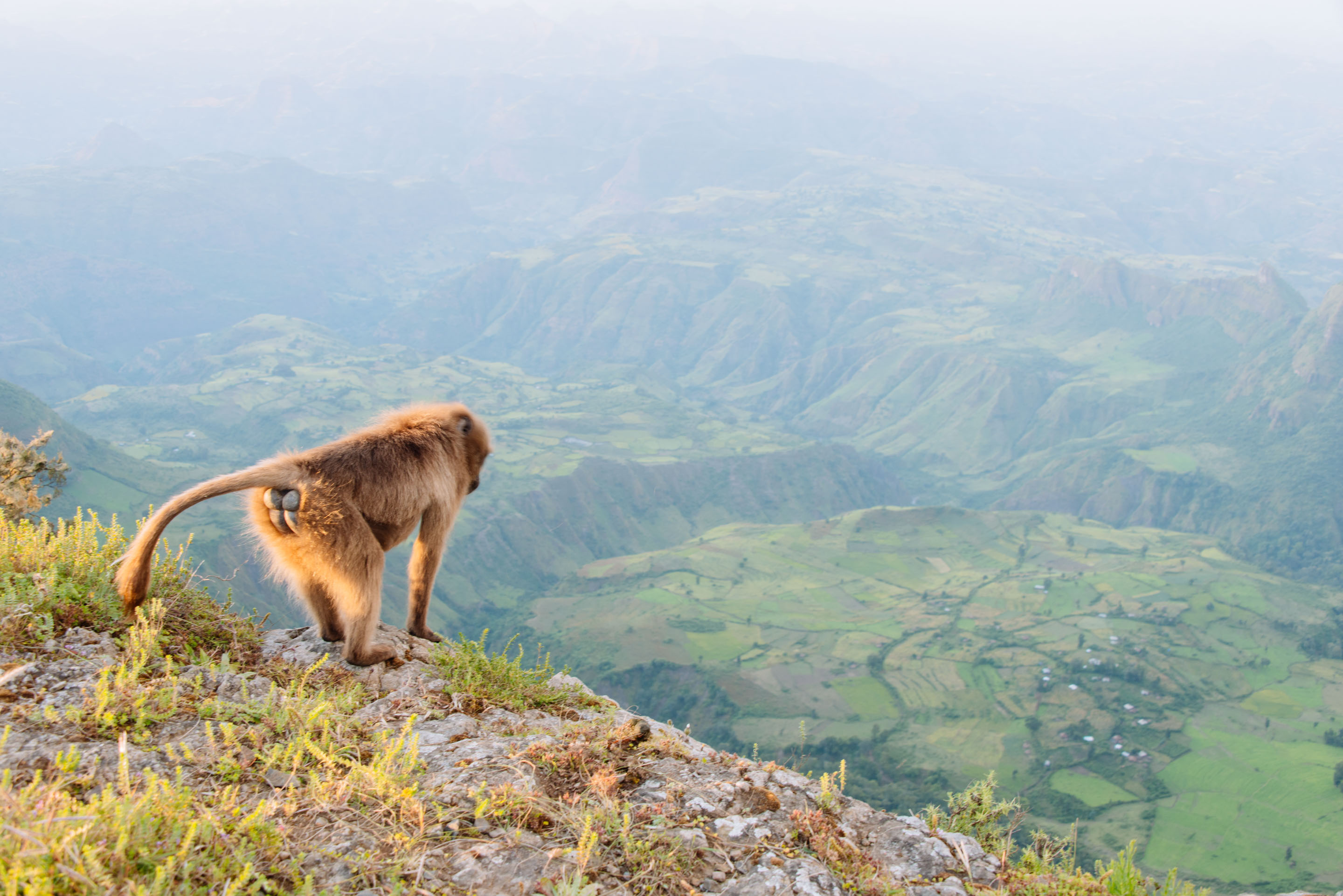 Simien Mountains National Park