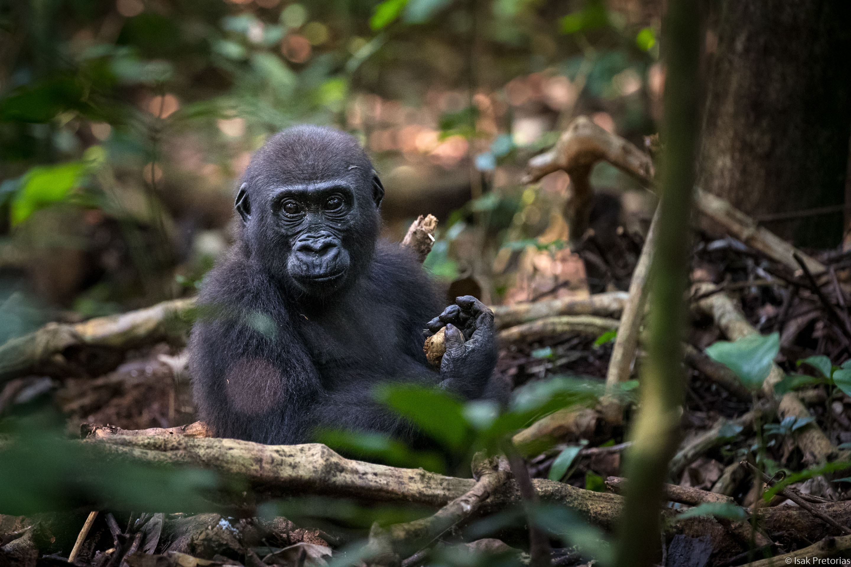 Spot Western Lowland Gorillas in Dzanga-Sangha