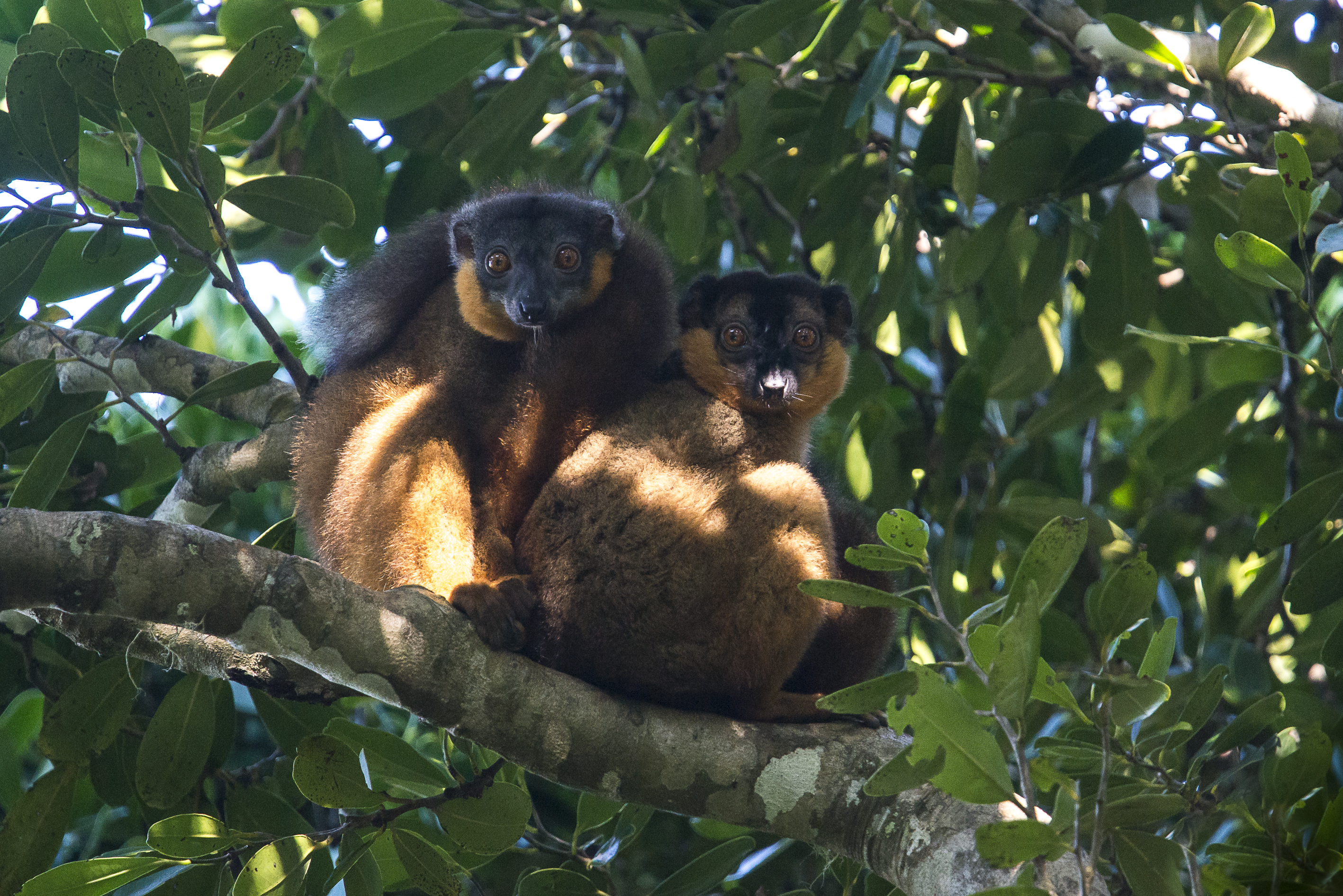 Spot geckos and lemurs in the Manafiafy rainforest