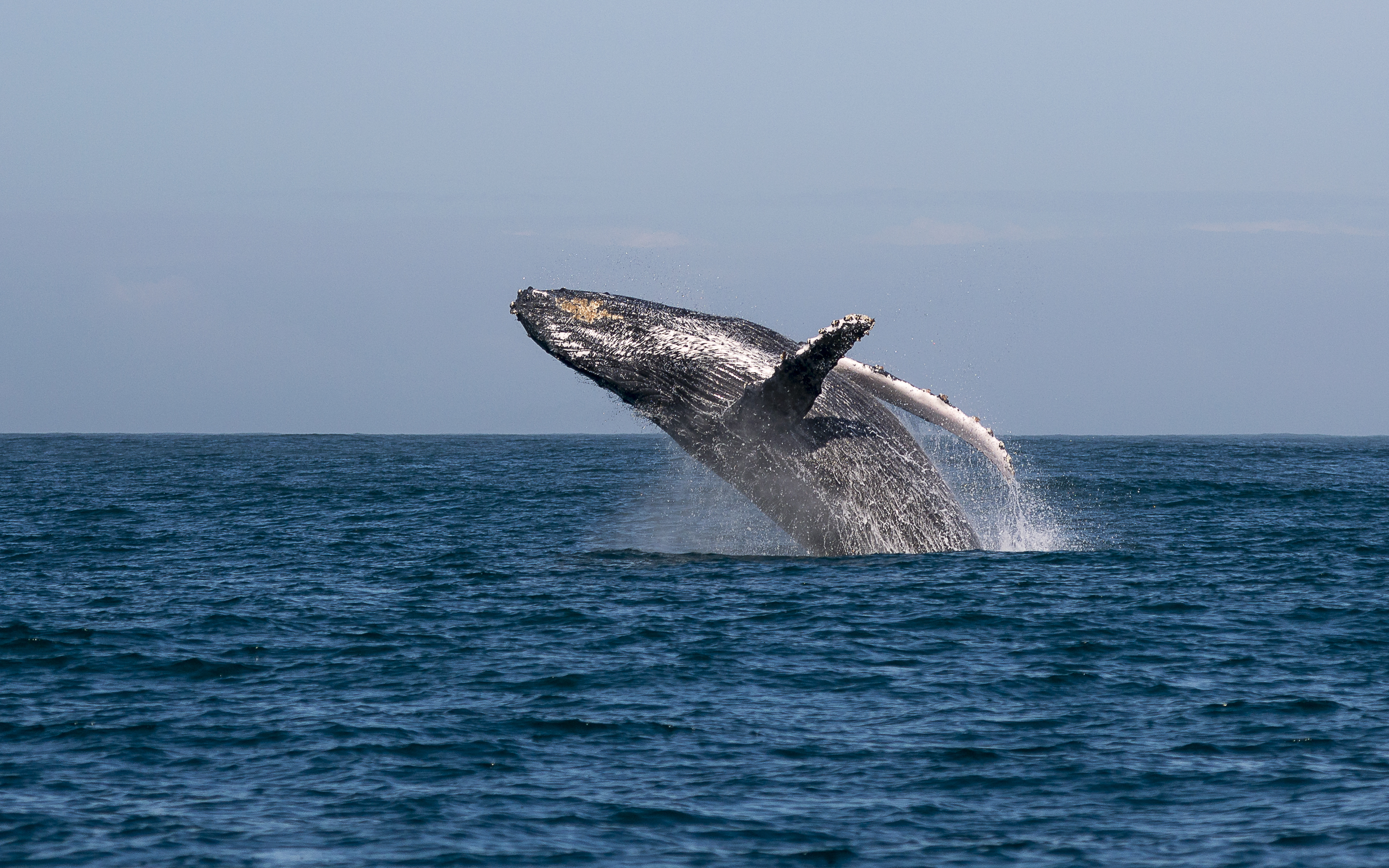 Enjoy a whale-spotting cruise near Manafiafy