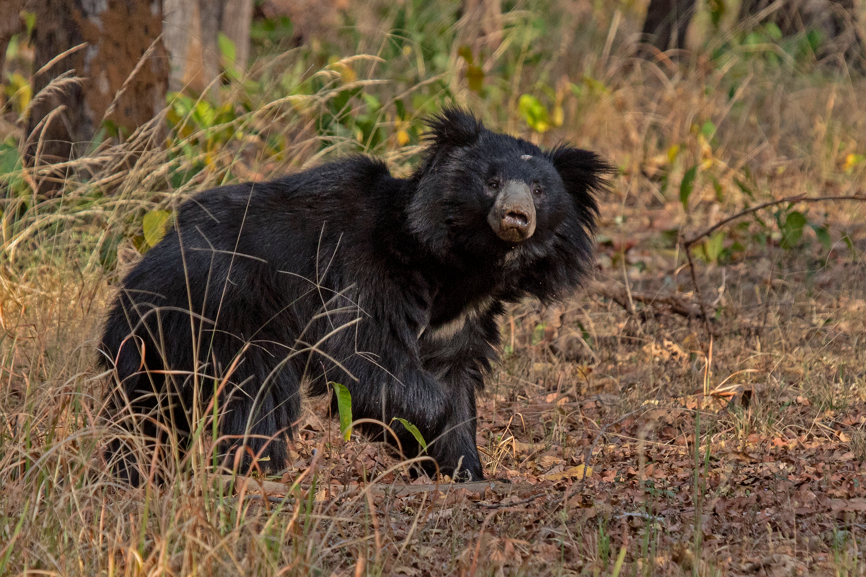 Satpura National Park