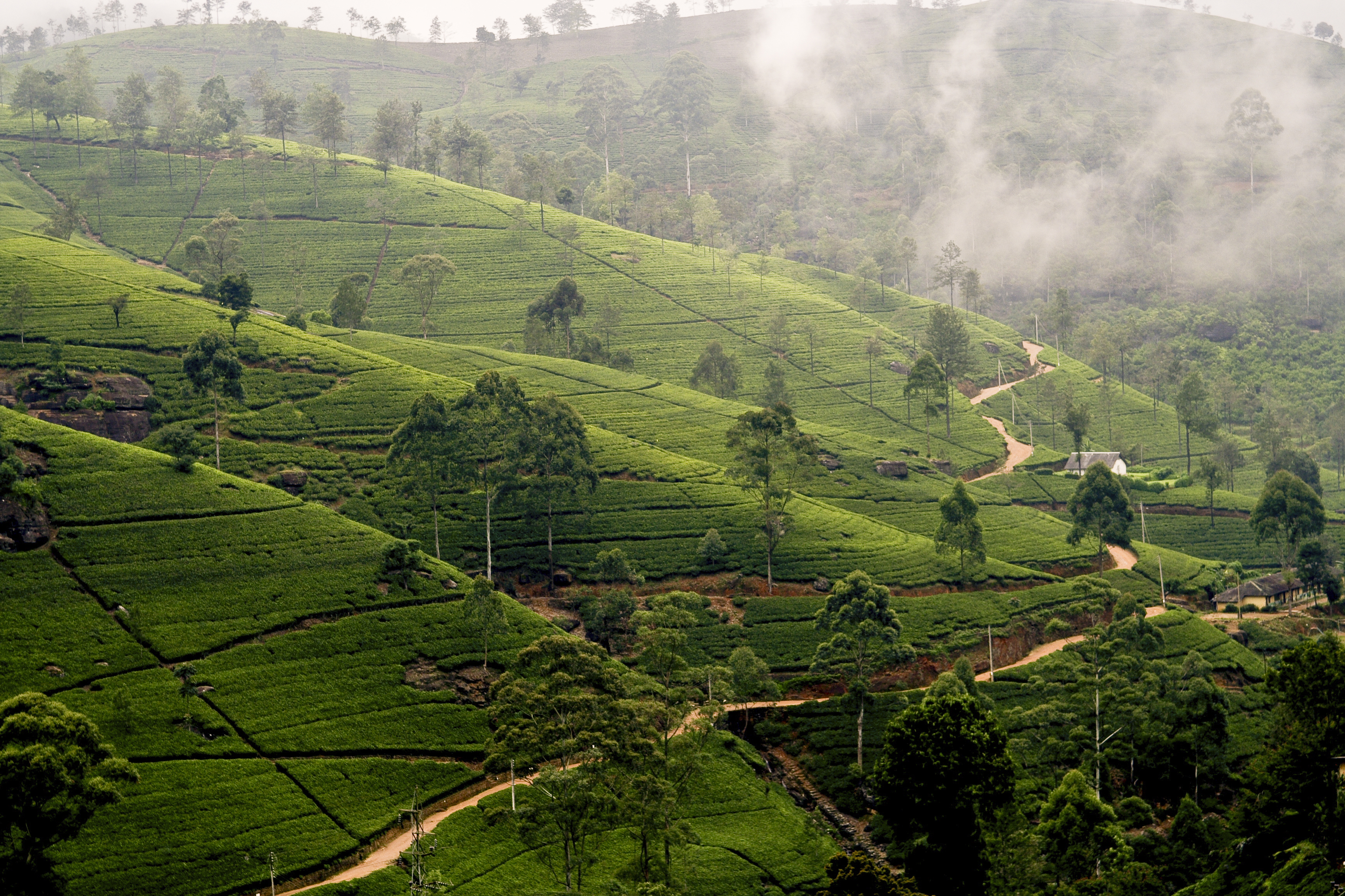 Nuwara Eliya