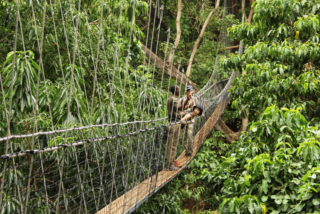 Explore Lake Manyara's forest on treetop walkways