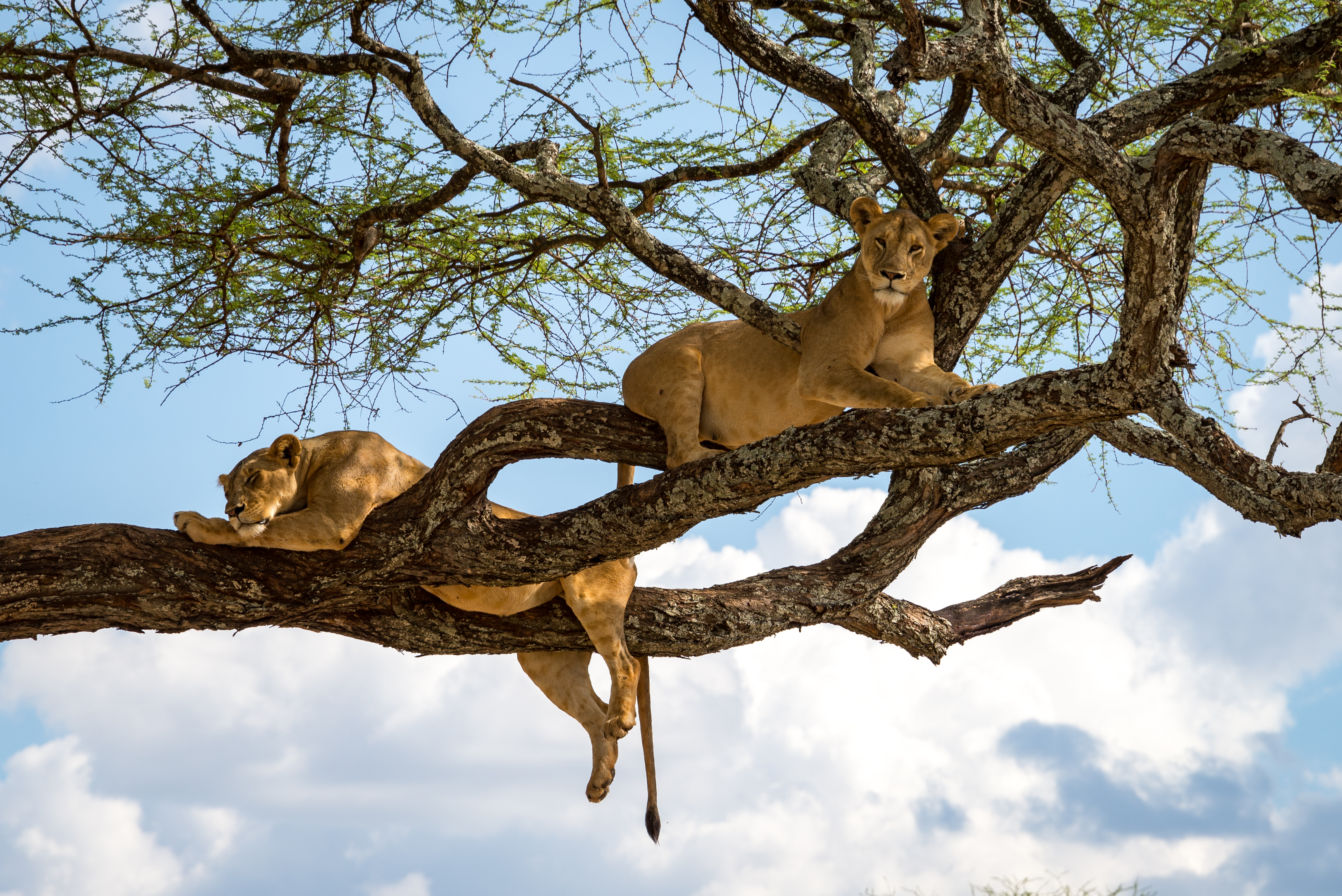 Spot the tree climbing lions of Lake Manyara