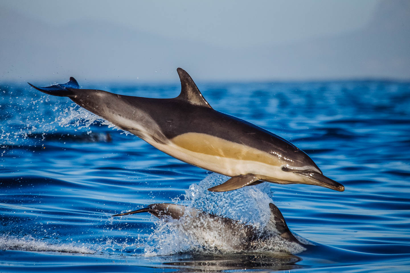 Spot marine life on a cruise in Plettenberg Bay