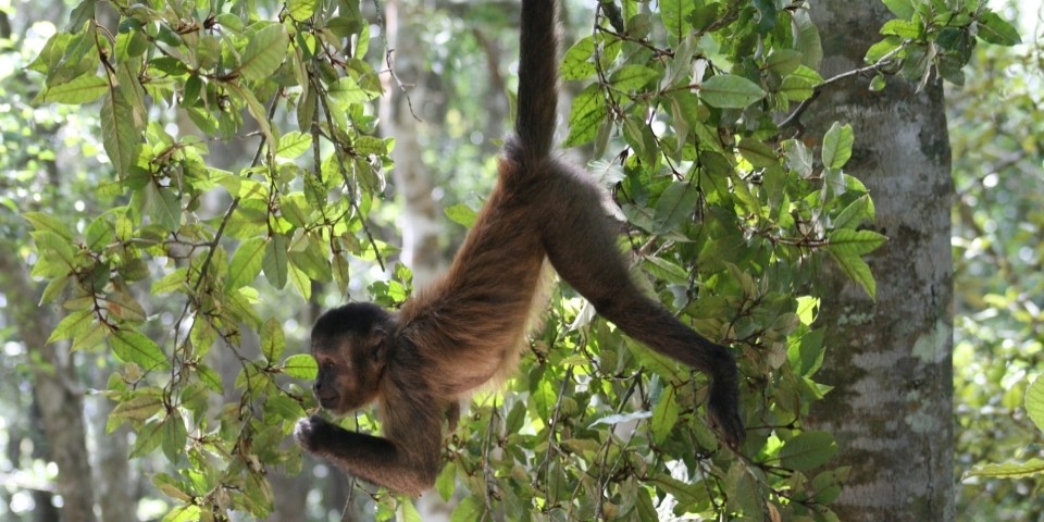 Visit the primate sanctuary in Plettenberg Bay