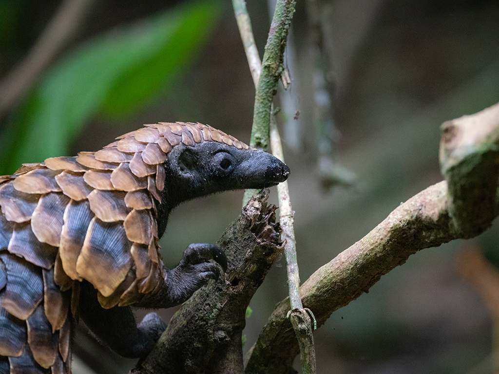Spend time observing the endangered Pangolin