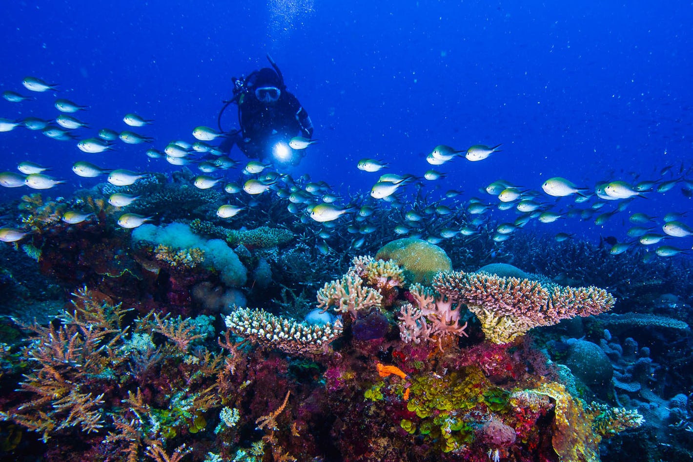 Explore the Bazaruto Archipelago dive sites