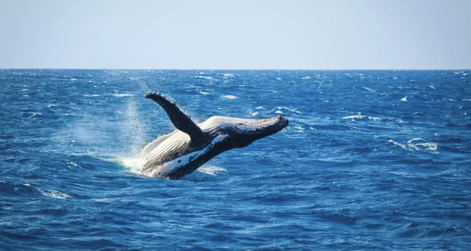 Search for whales and dolphins in Bazaruto
