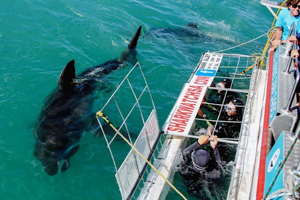 Birkenhead House Great White Shark Cage Diving Hermanus South Africa  .